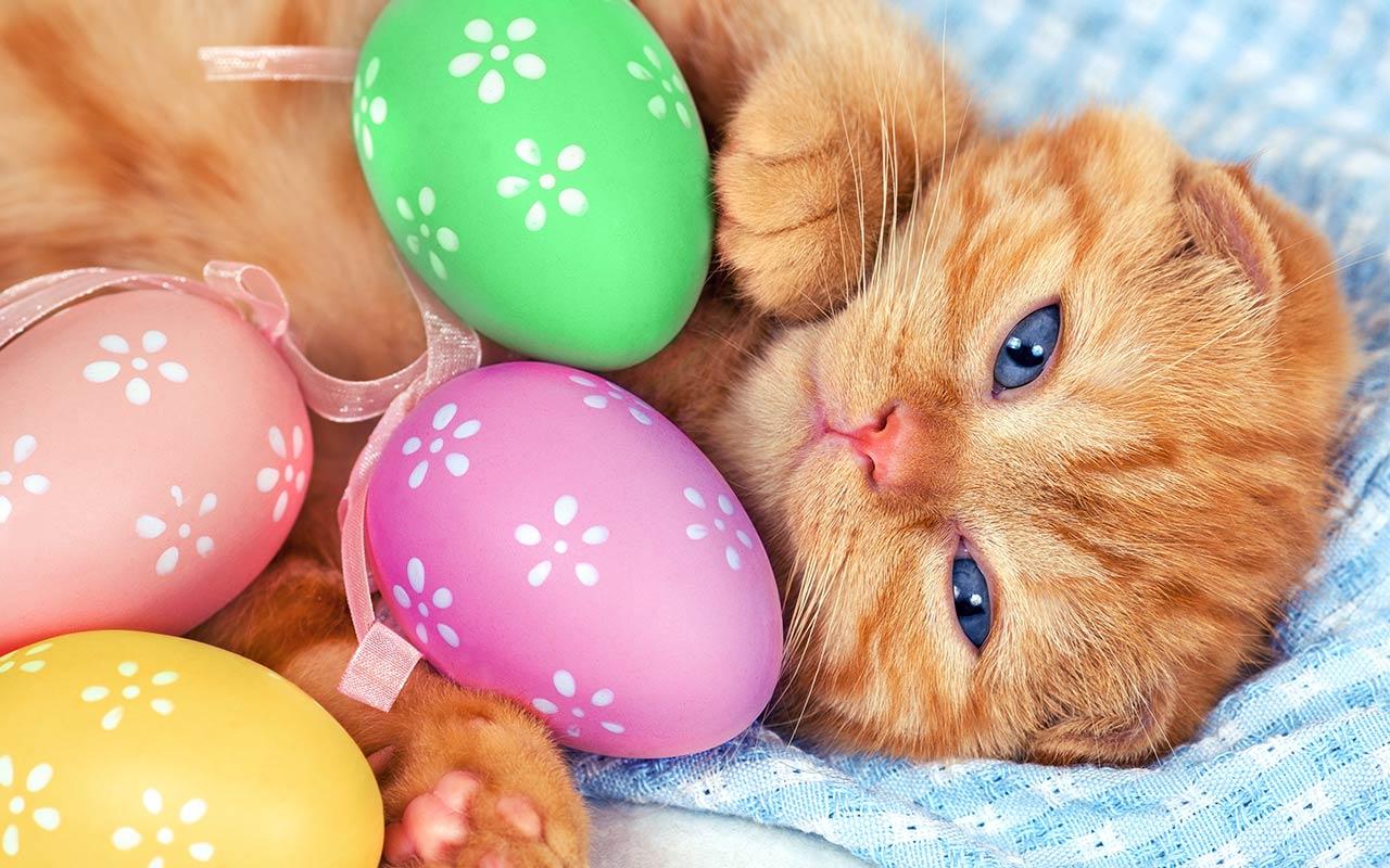 Easter Cat Wallpapers - Top Free Easter Cat Backgrounds - WallpaperAccess