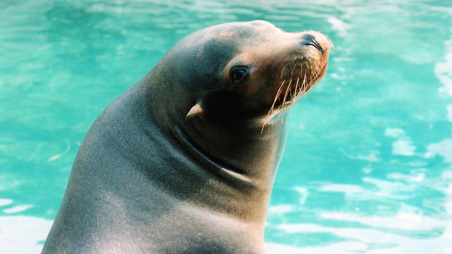 Sea Lion Wallpapers - Top Free Sea Lion Backgrounds - WallpaperAccess