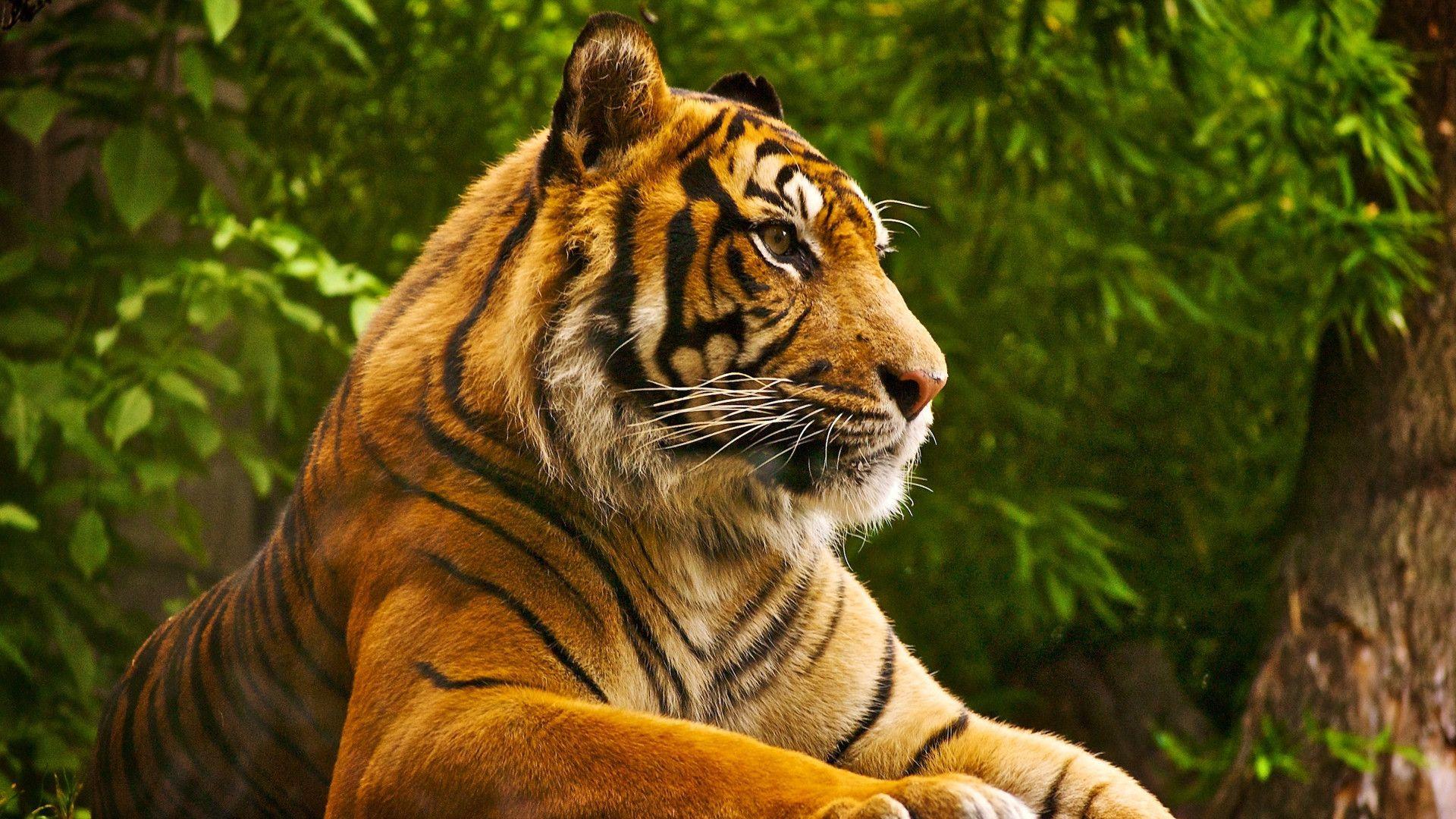 1920x1080 Zoo Animals Wallpaper
