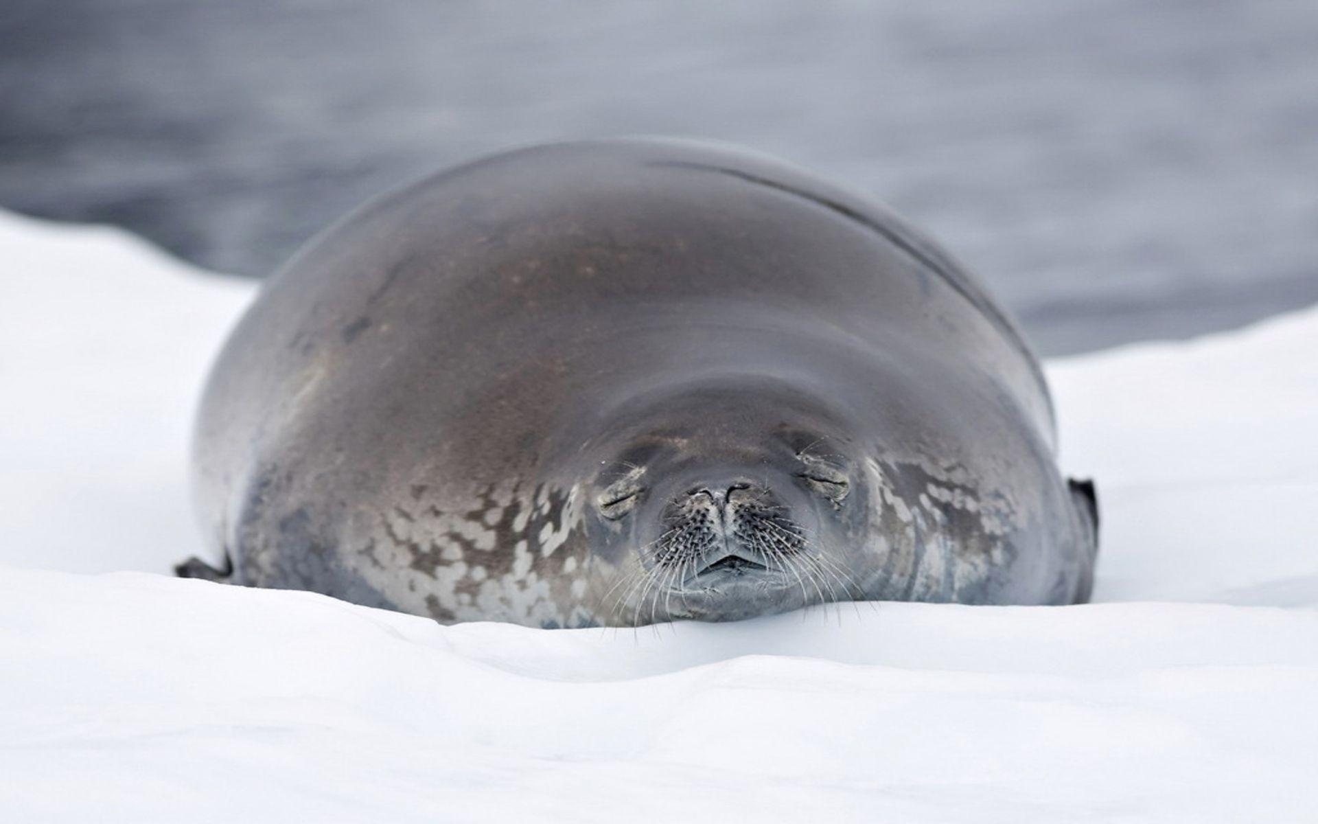1920x1200 Sea Lion wallpaperx1200