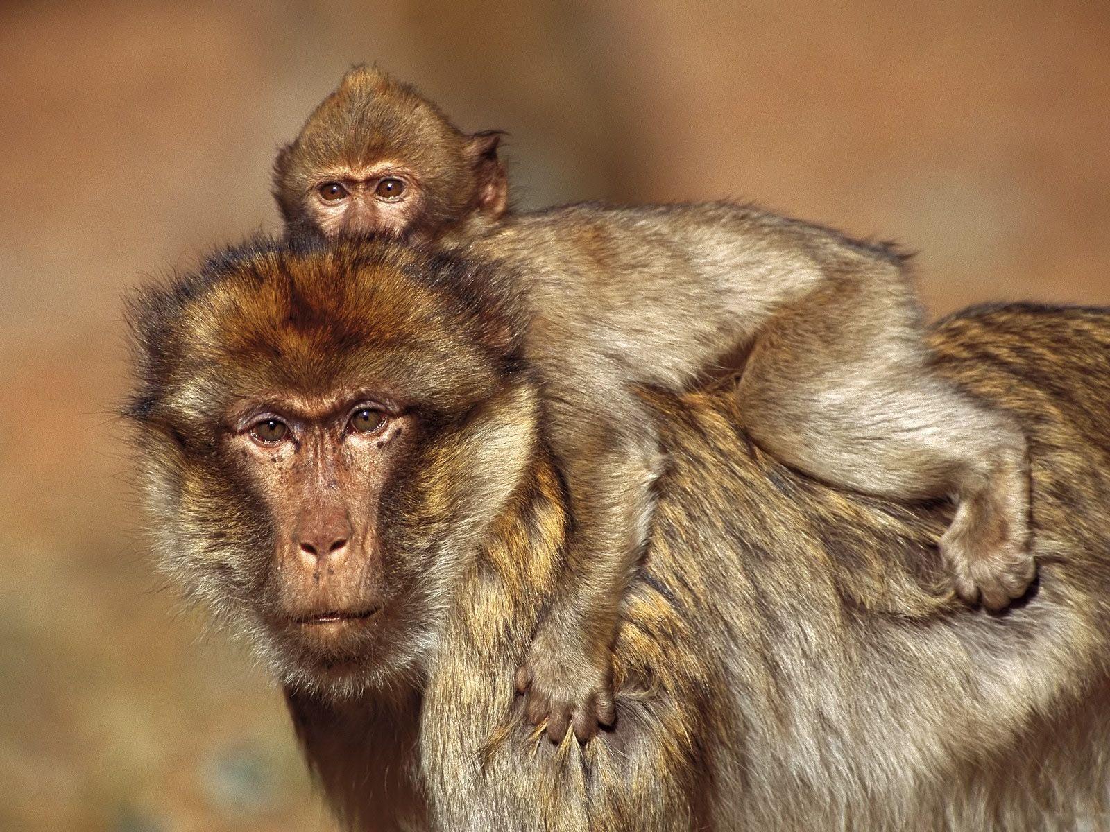 1600x1200 Free HD Wallpaper: desktop zoo animals baboon background, background zoo animal baboon picture, background zoon animal wallpaper, zoon animal baboon background picture