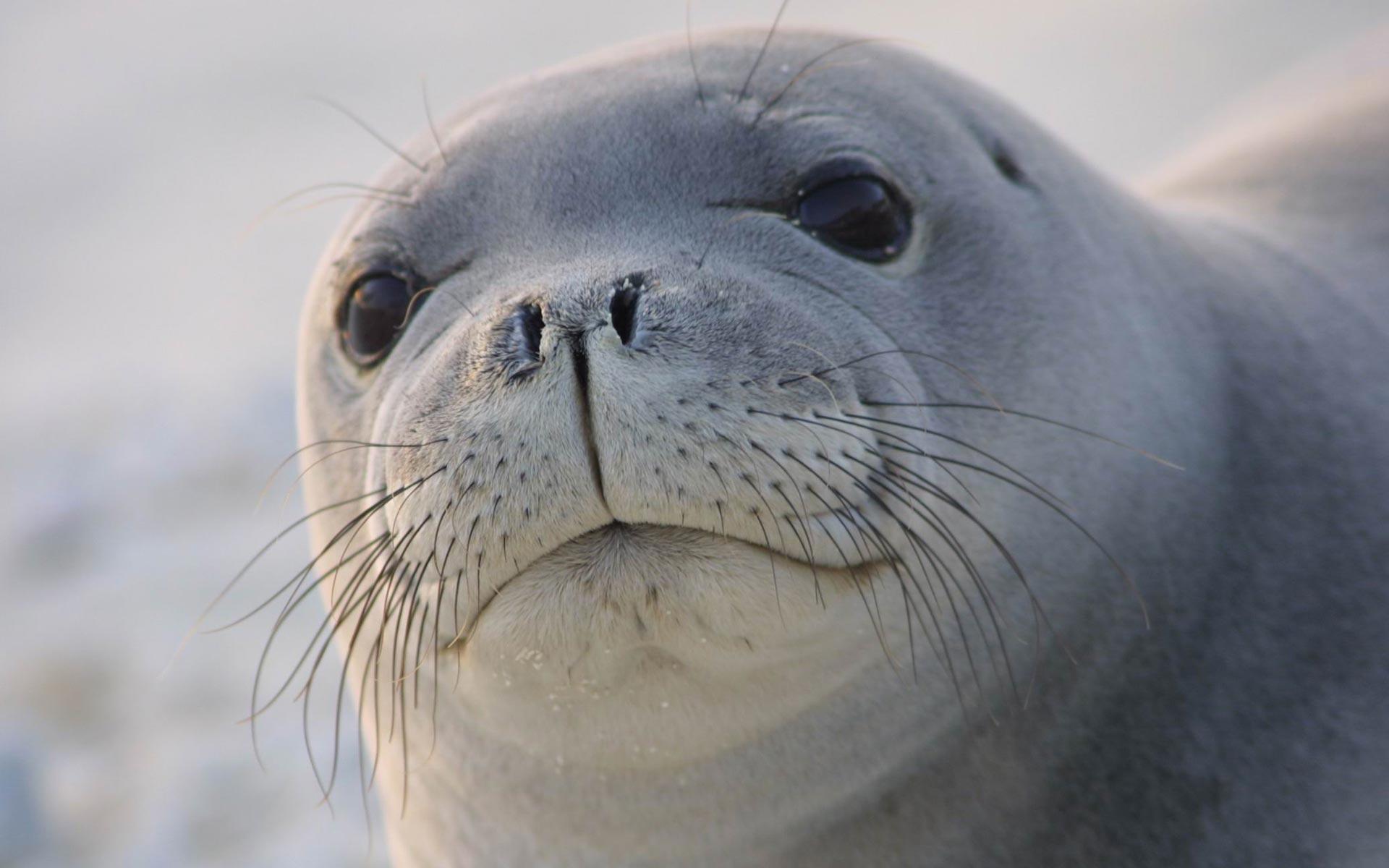 1920x1200 Sea Lion HD Wallpaper