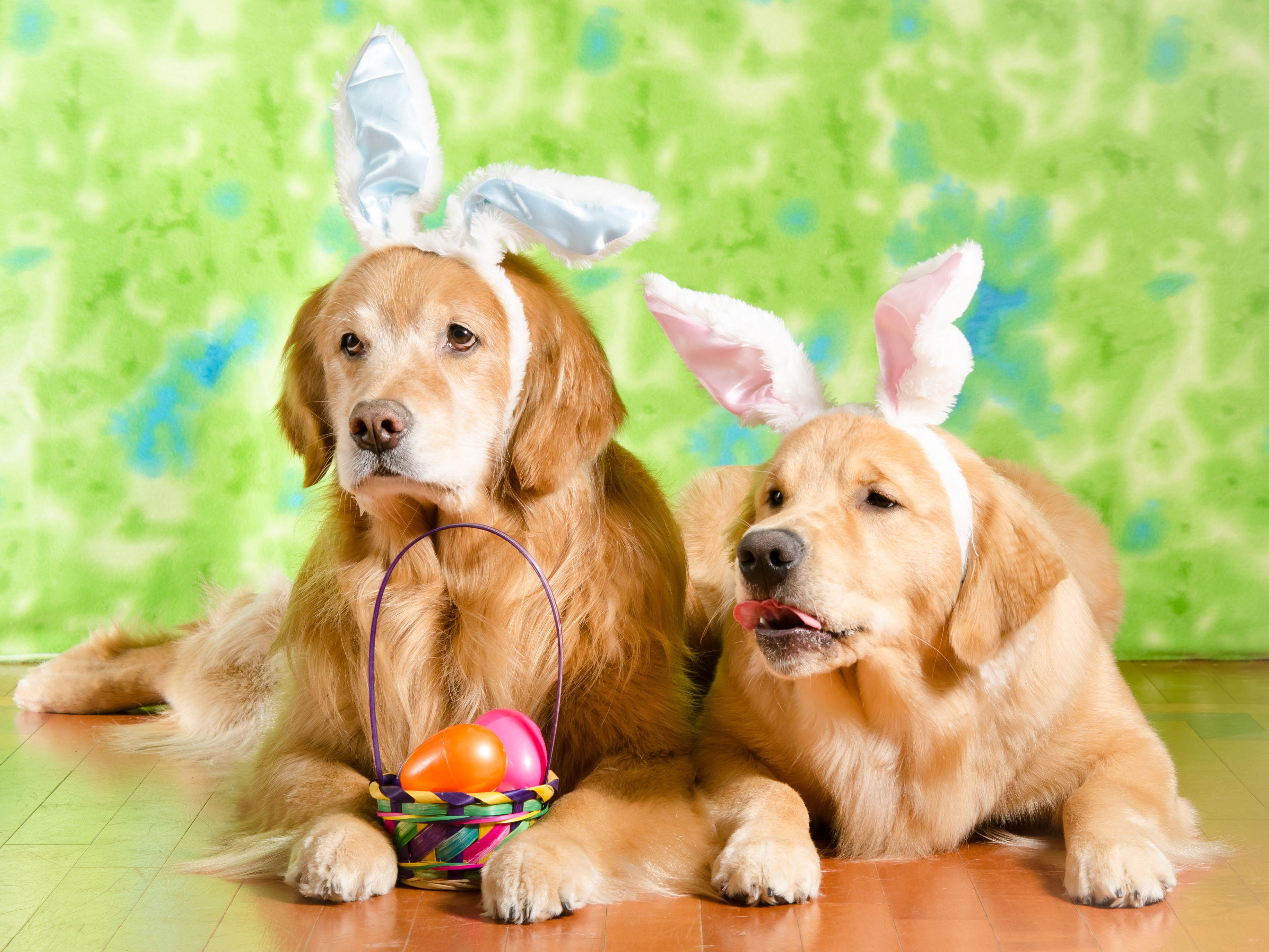 3661x2746 Wallpaper Easter Golden Retriever Dogs Rabbit ears egg 2 3661x2746