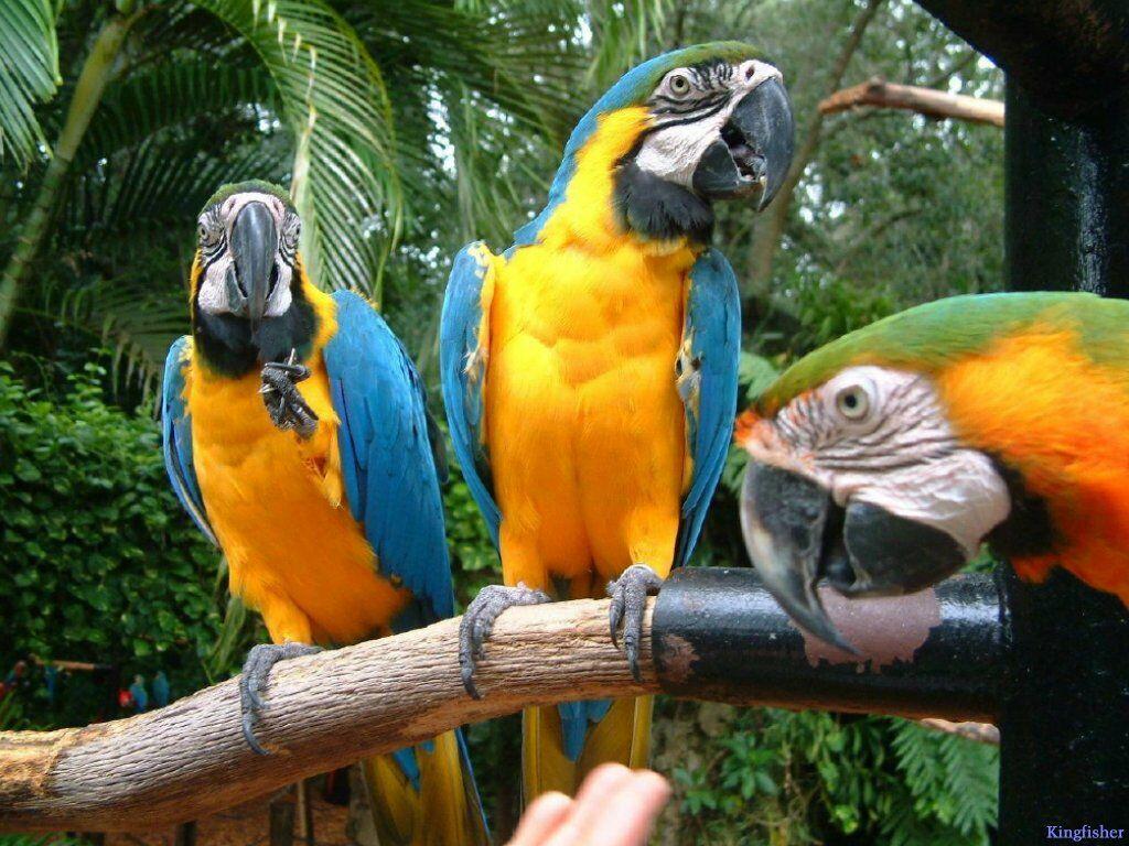 1024x768 world wallpaper: Best Animal Zoo: Animal Wallpaper
