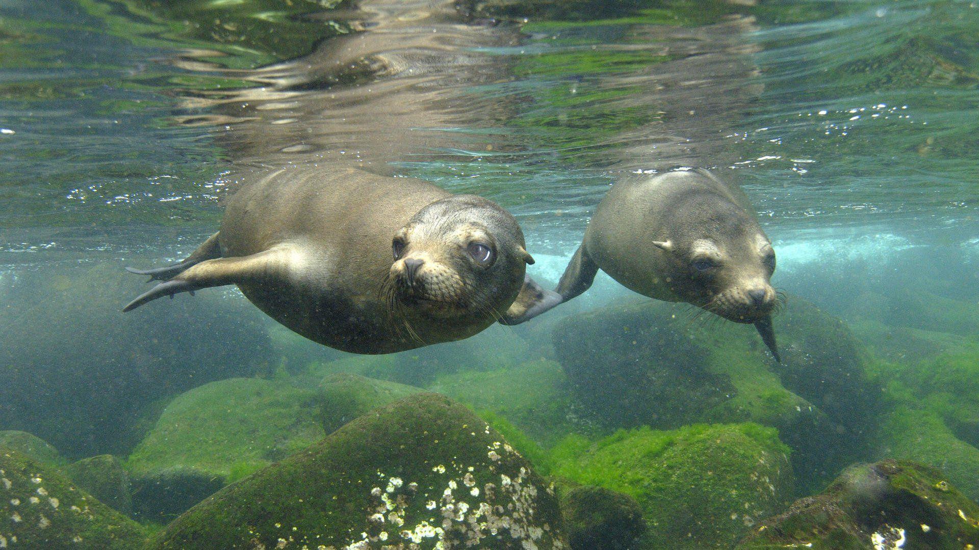 1920x1080 Sea lions seal seals lion (53) wallpaperx1080