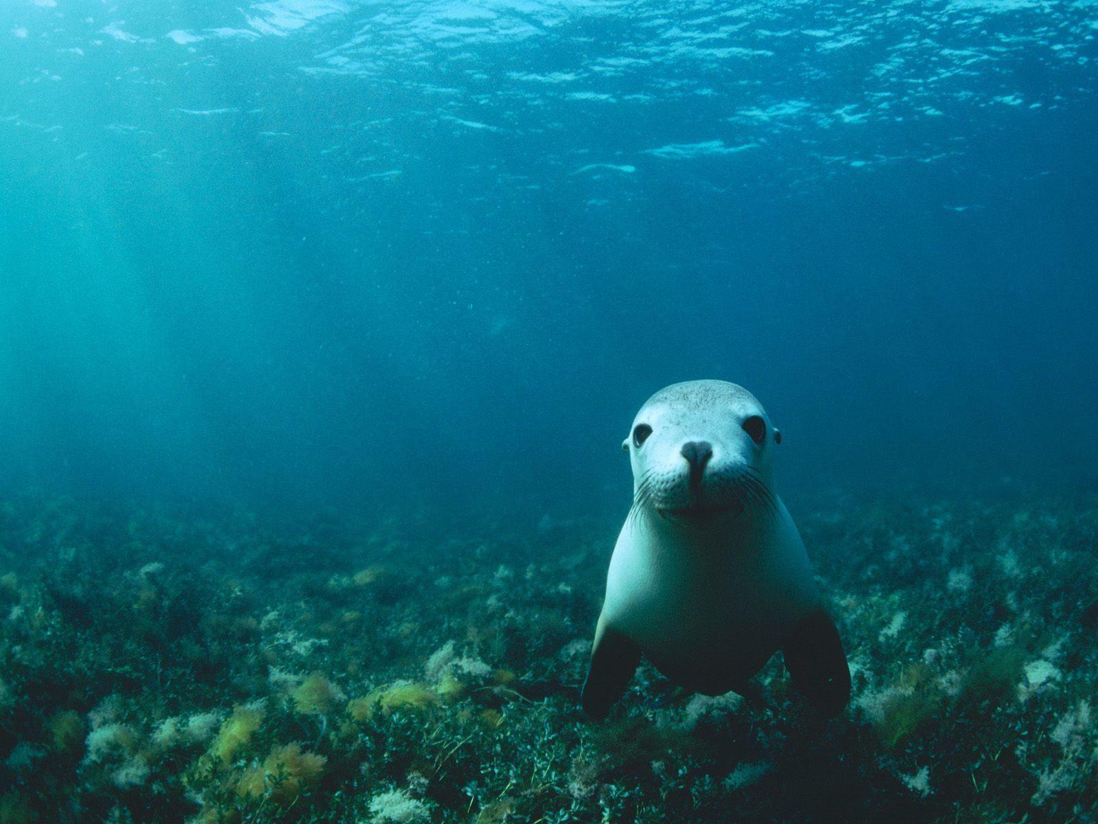 1600x1200 Love U Wallpaper: sea lion wallpaper