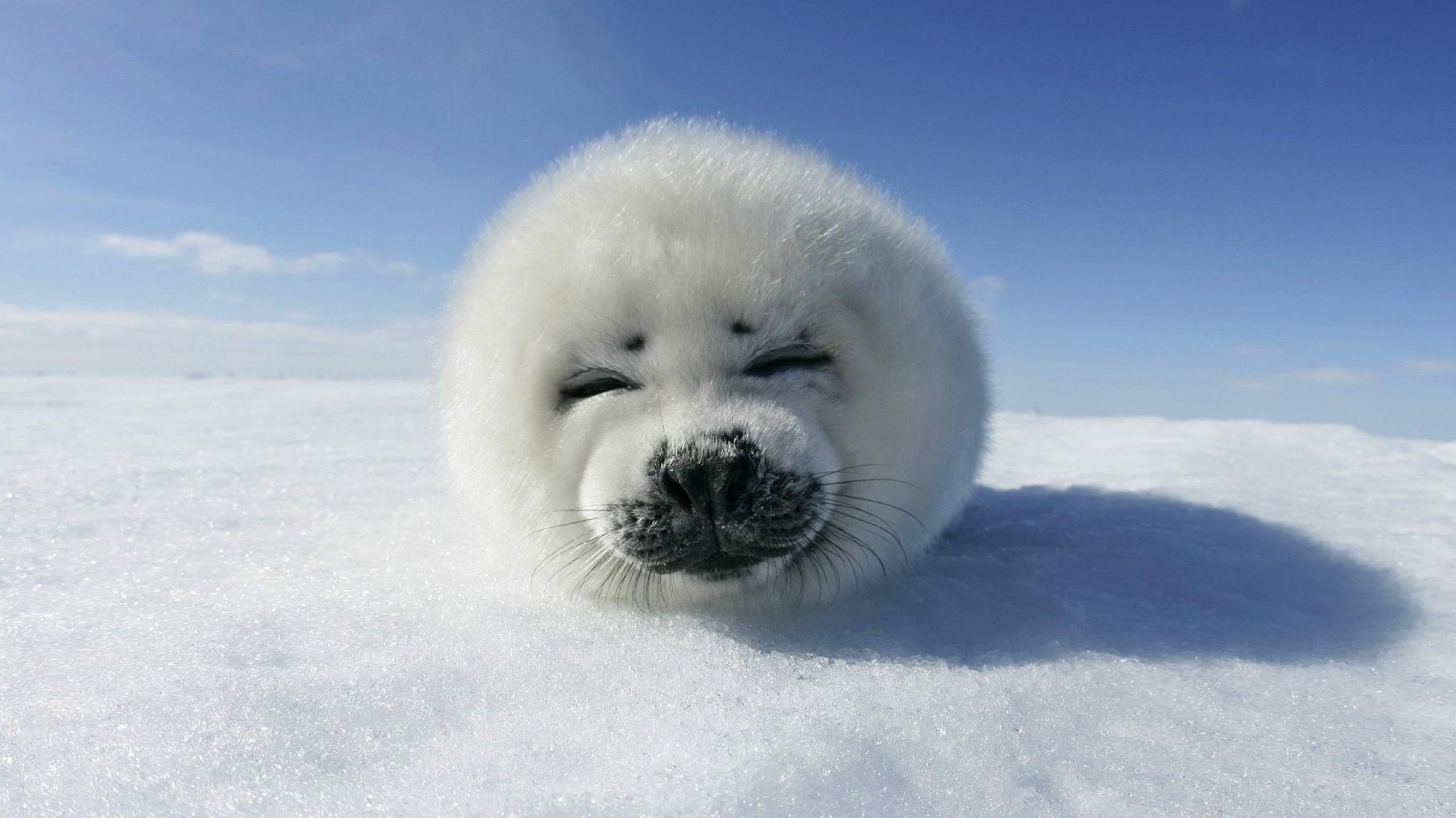 2560x1440 Free download Sea Lion HD Wallpaper [2560x1440] for your Desktop