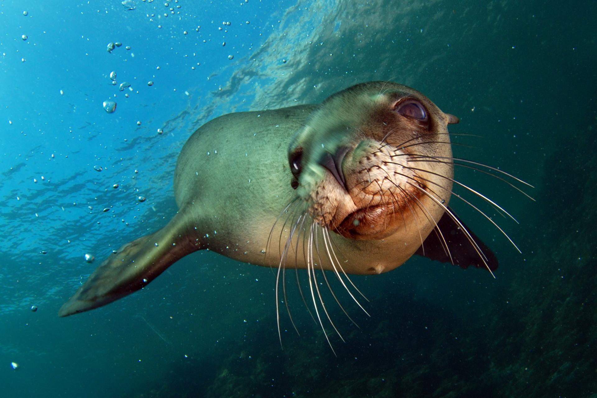 1920x1280 Sea Lions Wallpaper