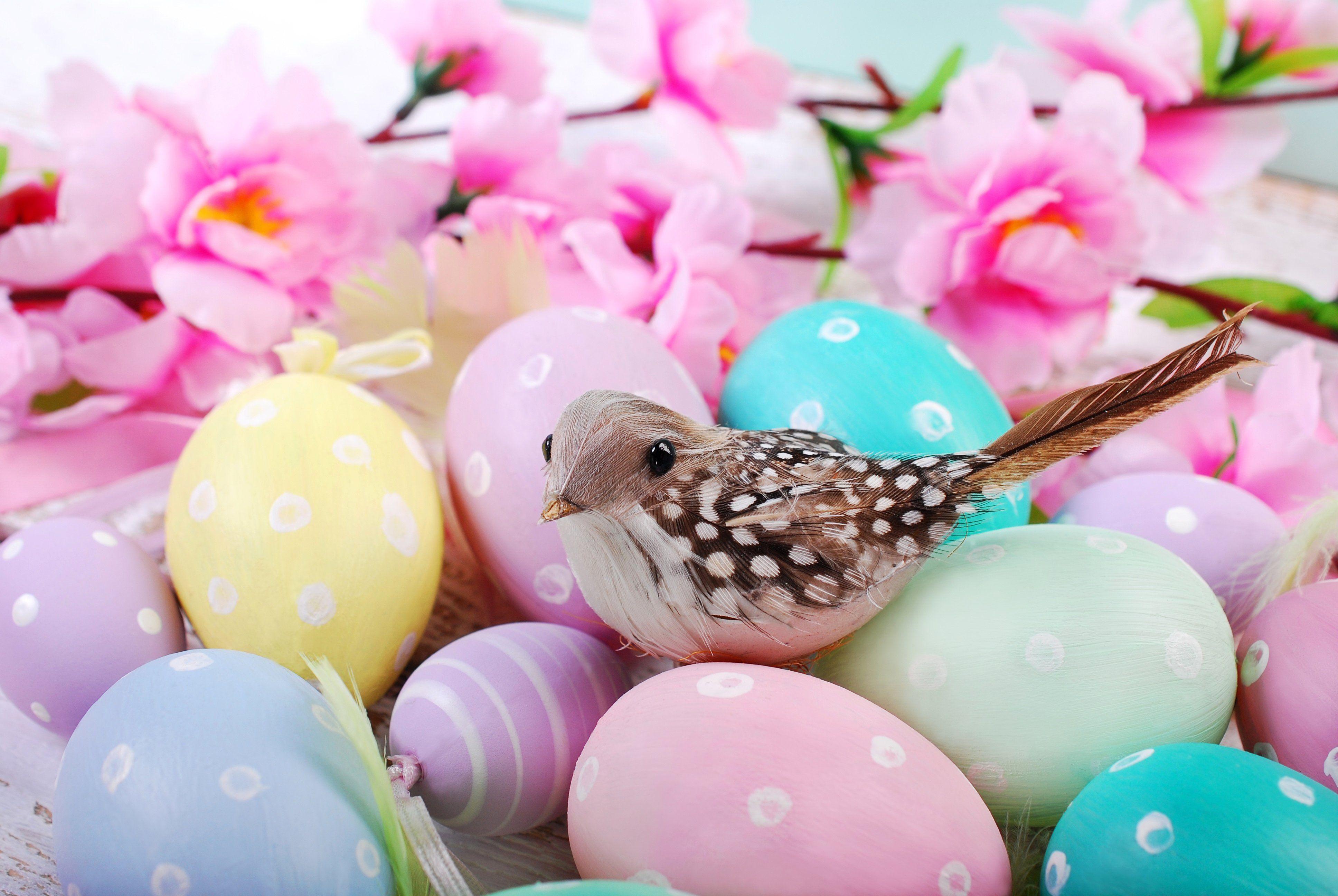 3872x2592 easter, Birds, Eggs, Animals, Wallpaper Wallpaper HD / Desktop