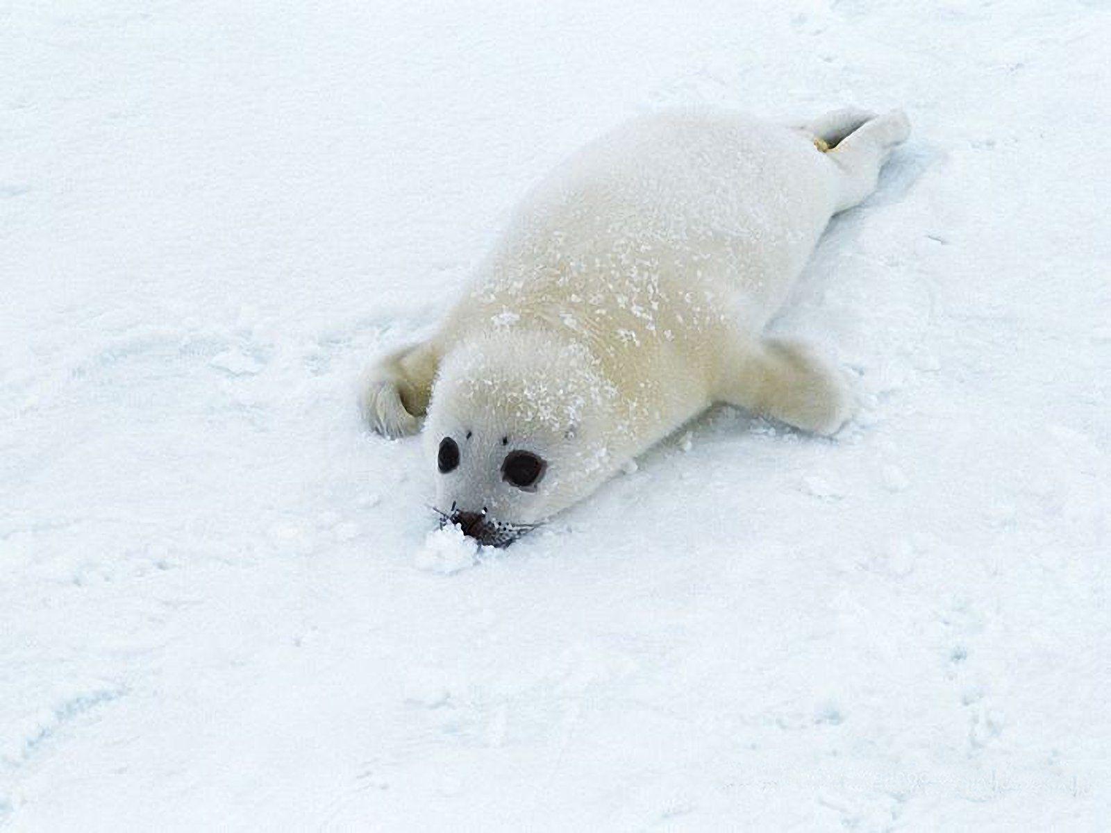 1600x1200 Free download sea lions baby 85005 1600x1200jpg [1600x1200]