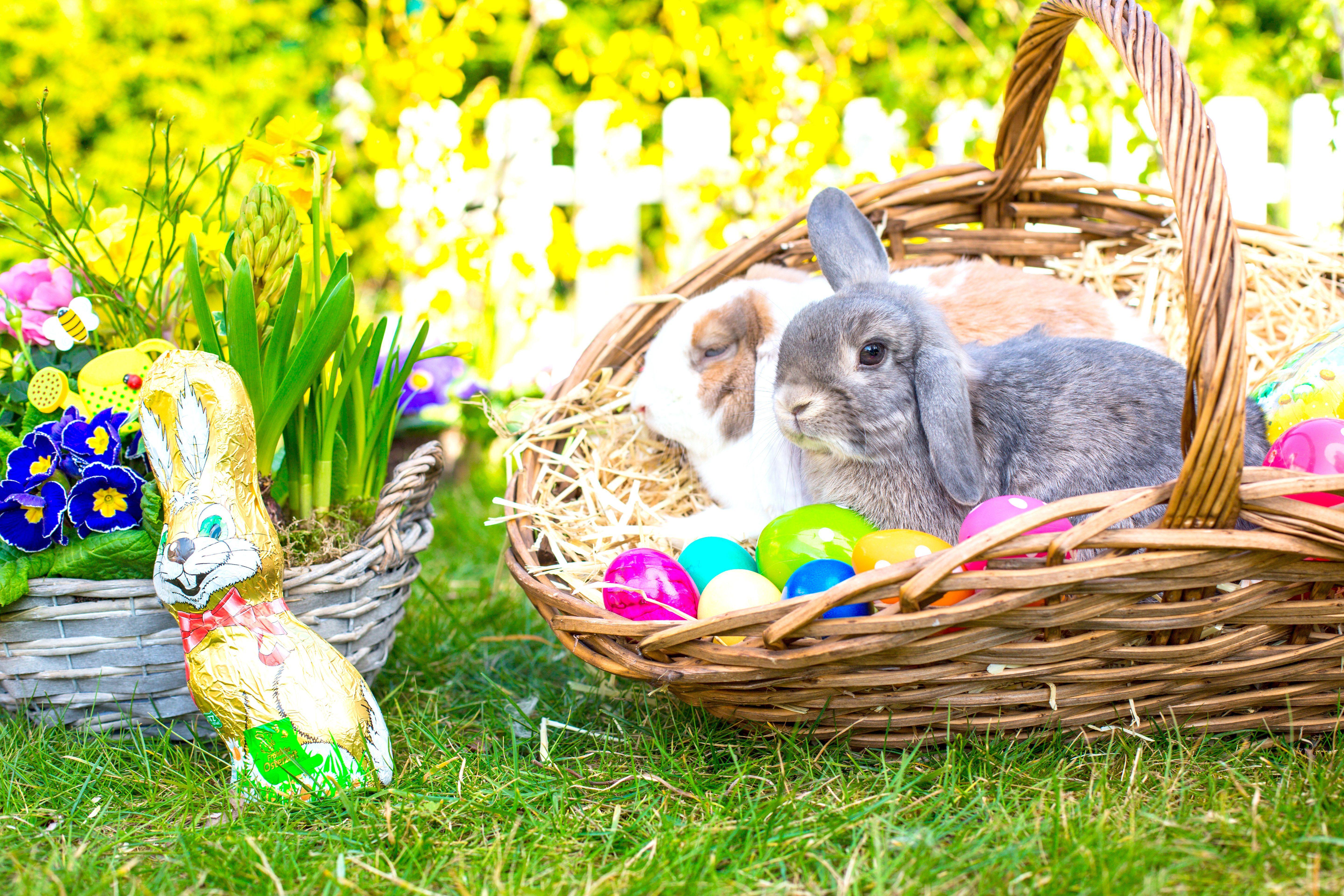 5760x3840 Holidays Easter Rabbits Primula Wicker basket Eggs Animals