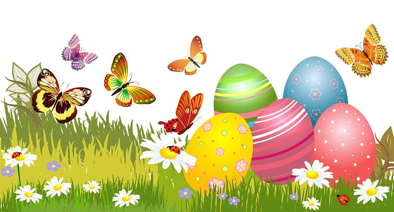 1280x691 Desktop Wallpaper Easter Humor Butterflies egg matricaria Grass