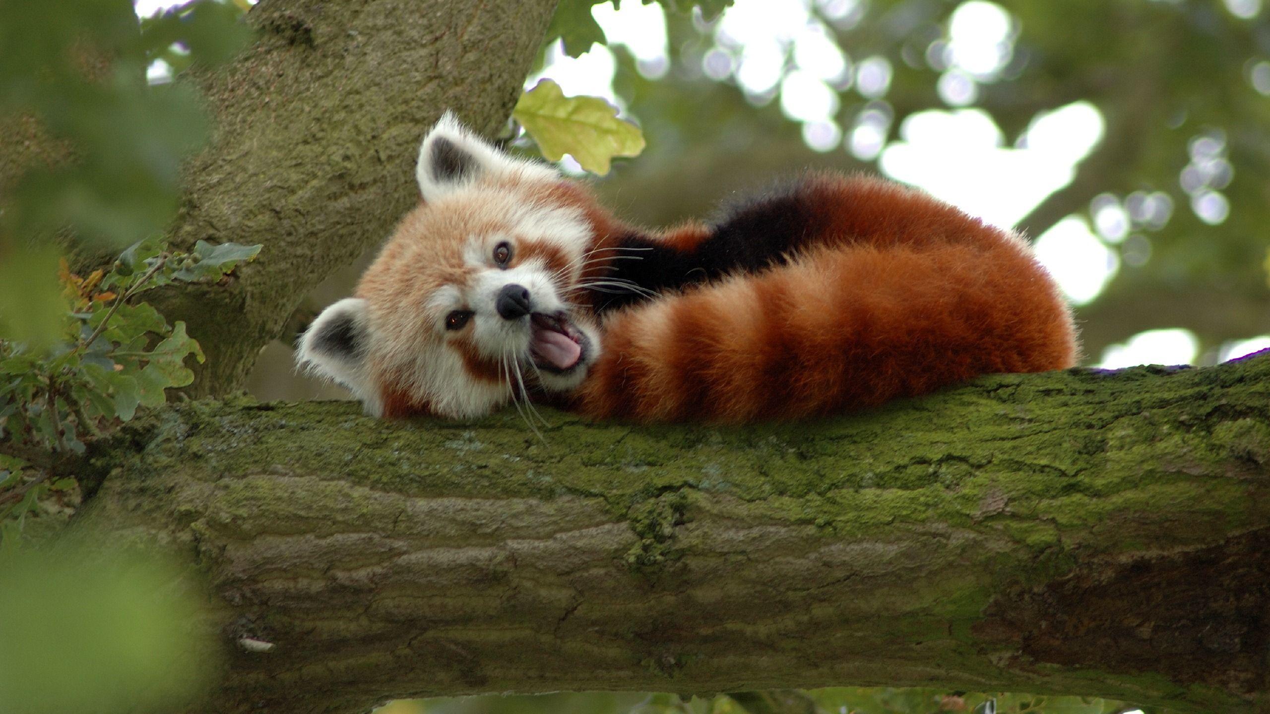 2560x1440 Zoo Animals Wallpaper