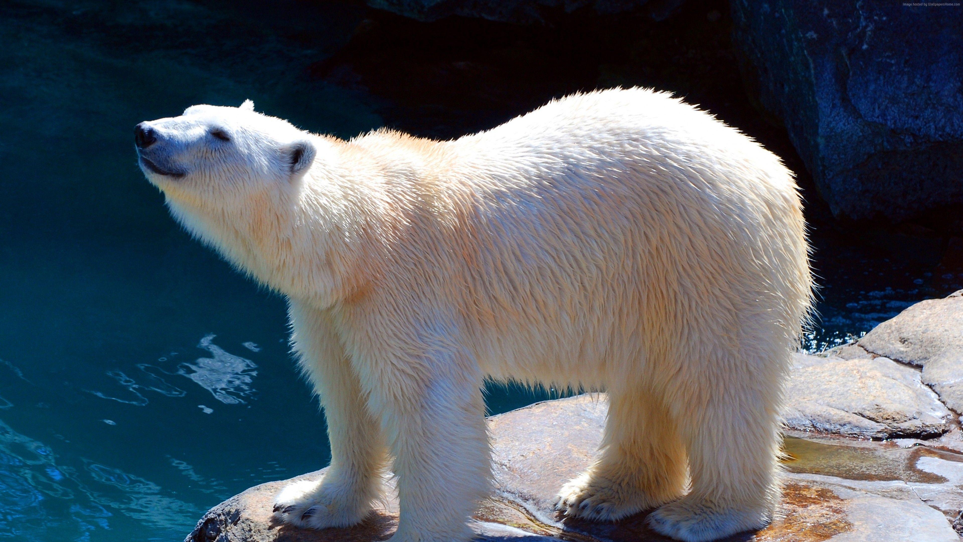 3840x2160 Wallpaper polar bear, cute animals, 4k, Animals. Polar bear, Polar bear zoo, Bear stuffed animal