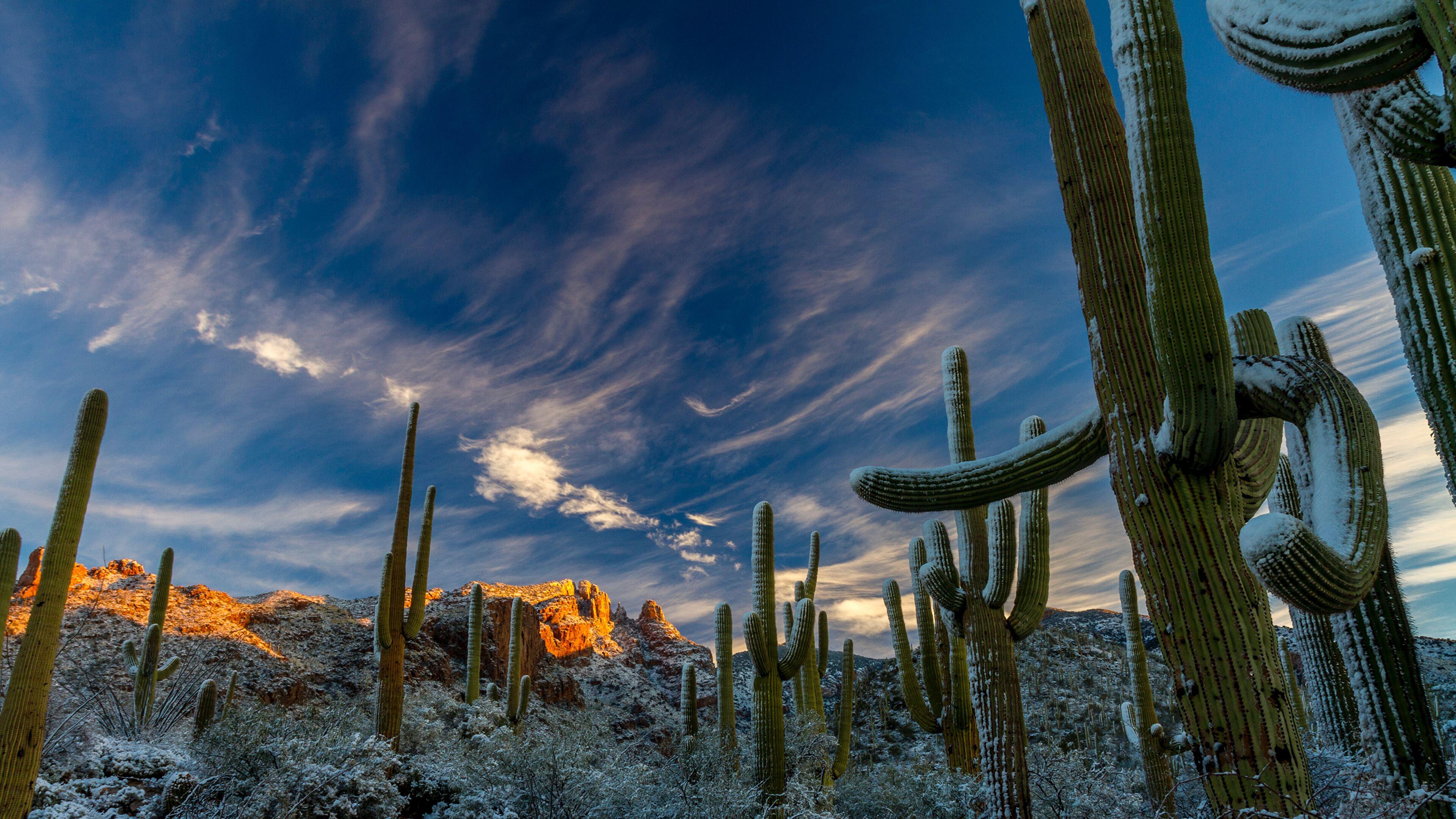 3840x2160 Sonoran Desert 4K wallpaper