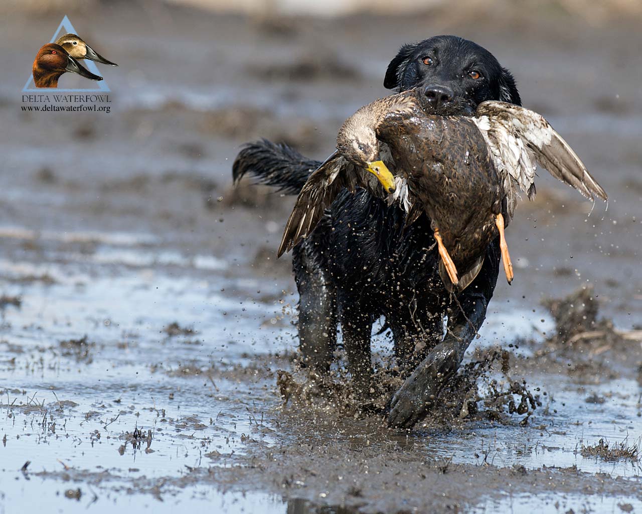 1280x1024 Drake Waterfowl Wallpaper