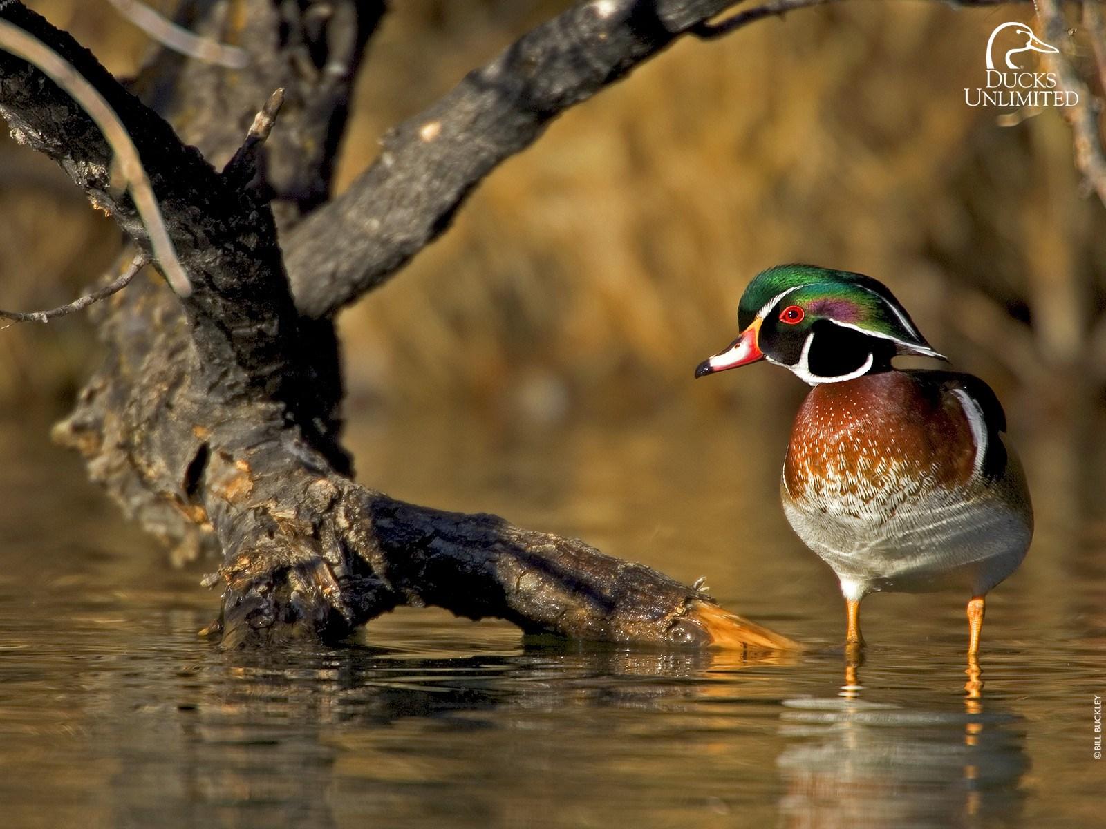 Waterfowl Wallpapers - Top Free Waterfowl Backgrounds - WallpaperAccess