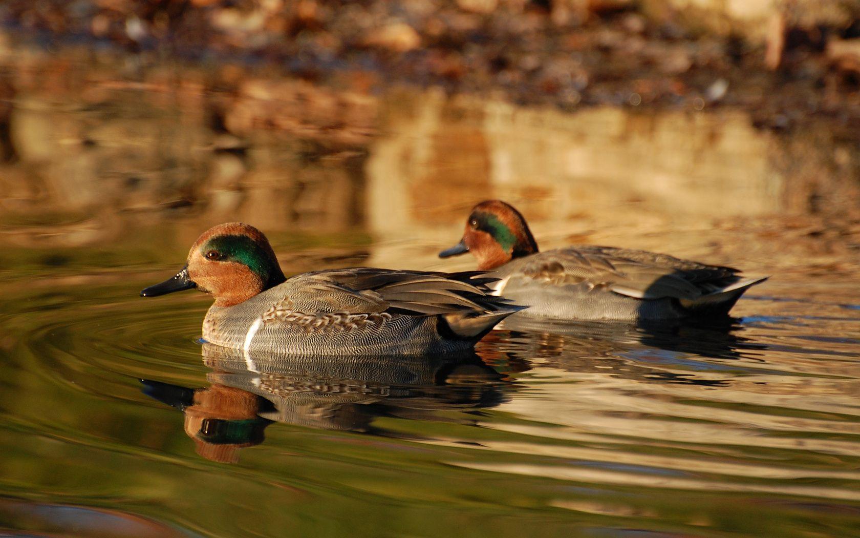 1680x1050 Waterfowl Wallpaper