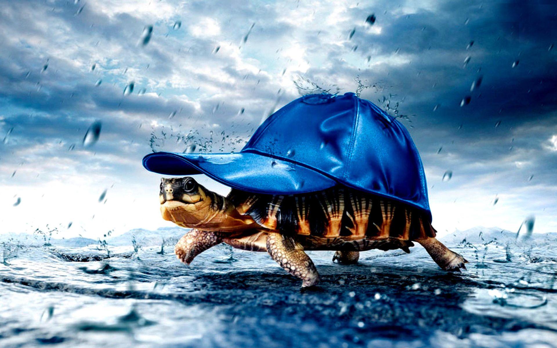Cool Turtle Wallpapers Top Free Cool Turtle Backgrounds WallpaperAccess