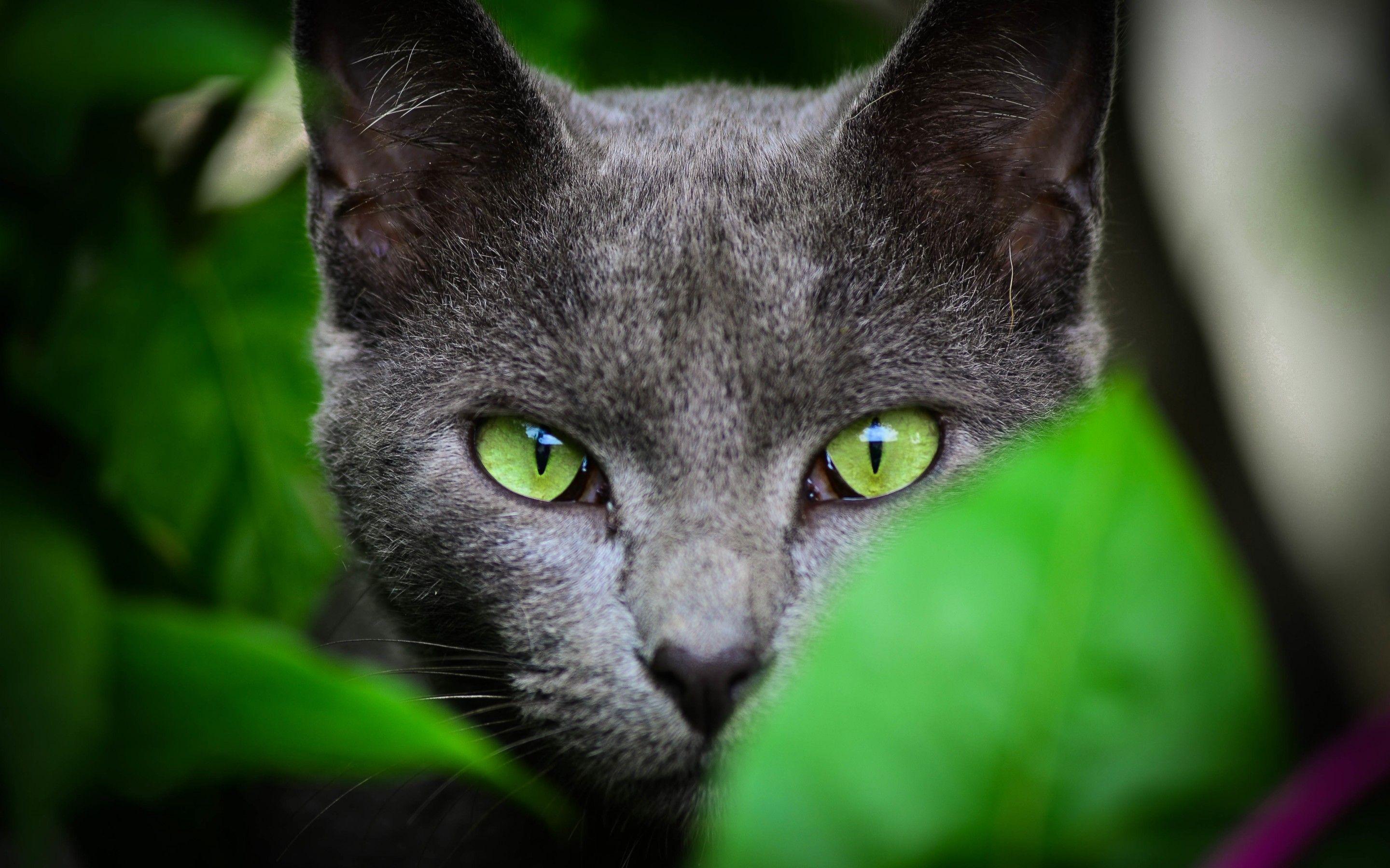 2880x1800 Cat color green eyes wallpaperx1800