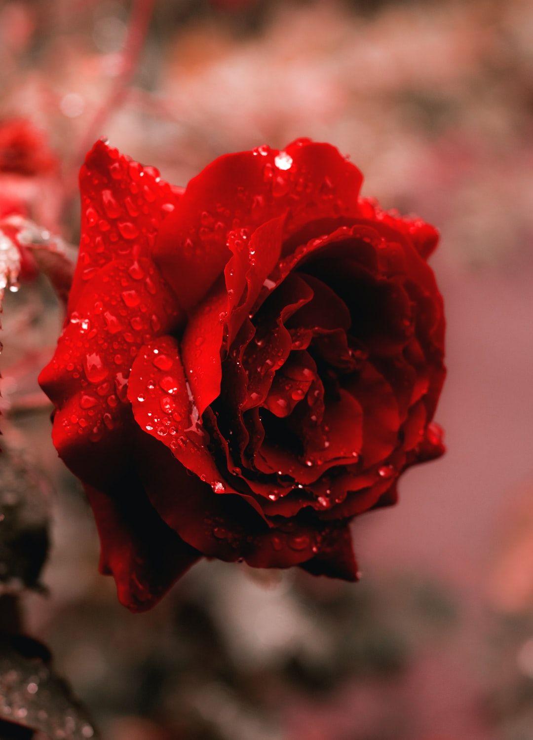 Beautiful Roses Wallpapers - Top Free Beautiful Roses Backgrounds -  WallpaperAccess
