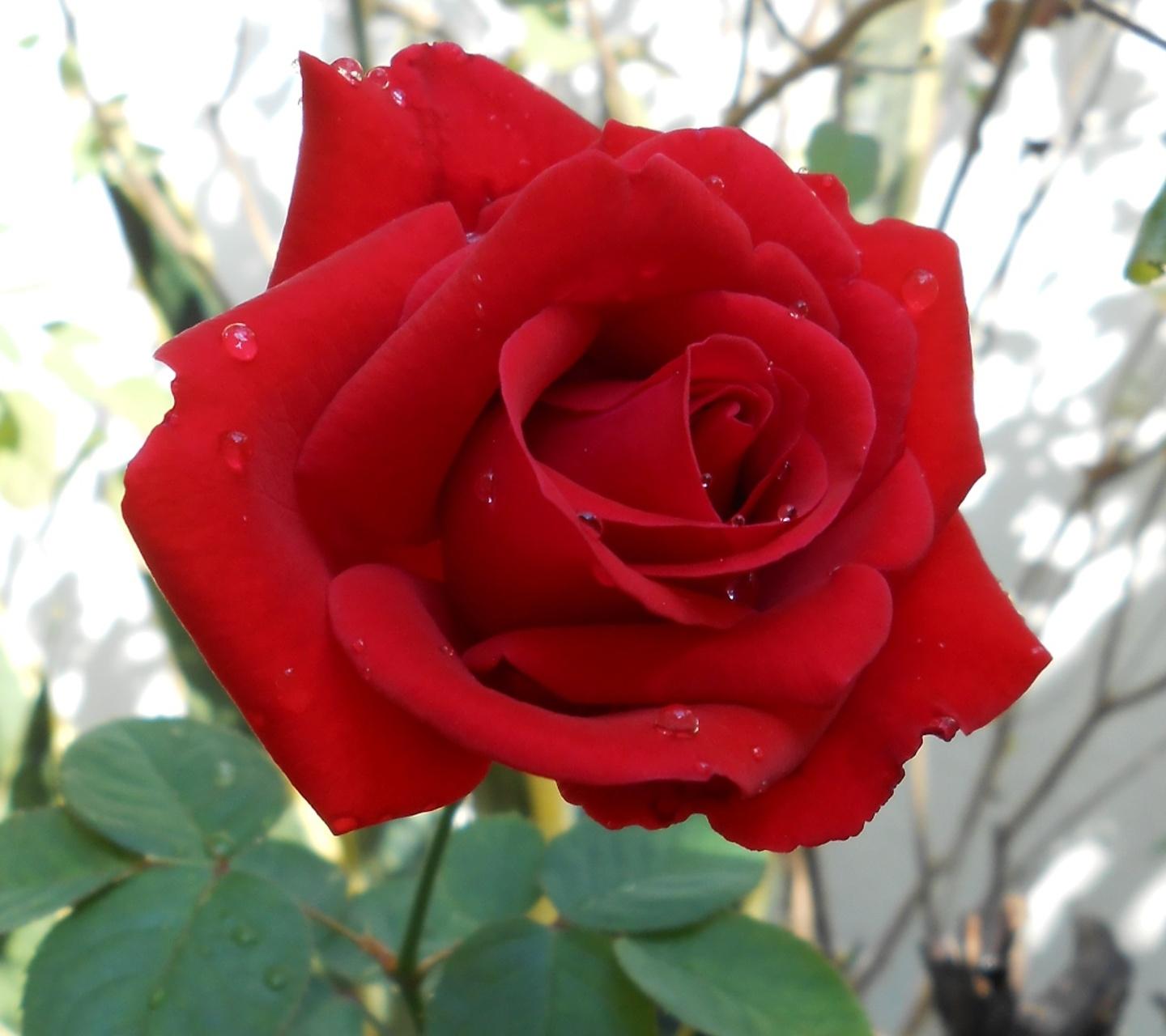 1440x1280 Tải xuống Hình nền HD hoa hồng đẹp - Trái tim và hoa hồng HD