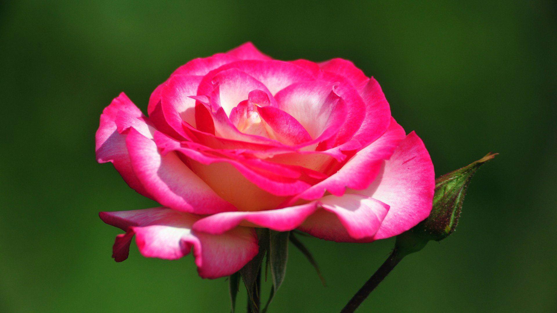 1920x1080 Tải xuống miễn phí Hoa hồng hồng đẹp nhất Hình nền HD