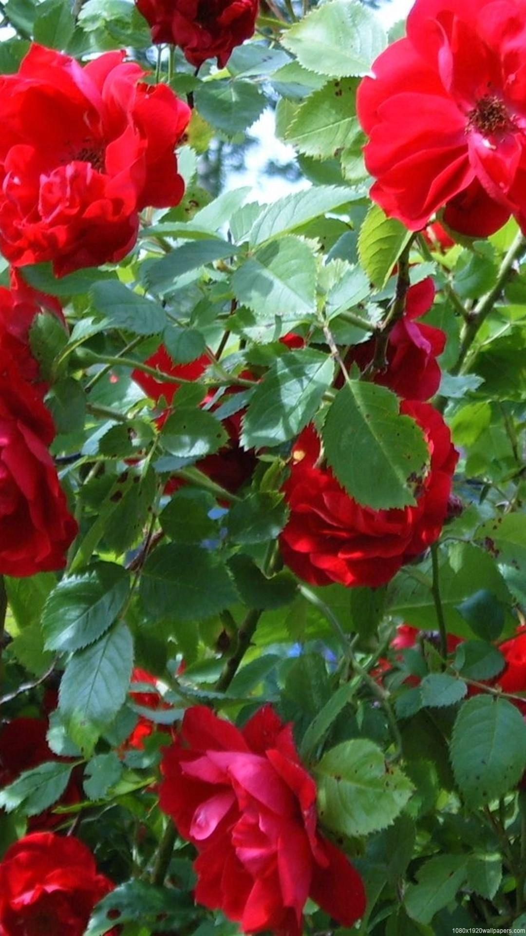 Hình nền HD 1080x1920 Beautiful Flower Green Rose