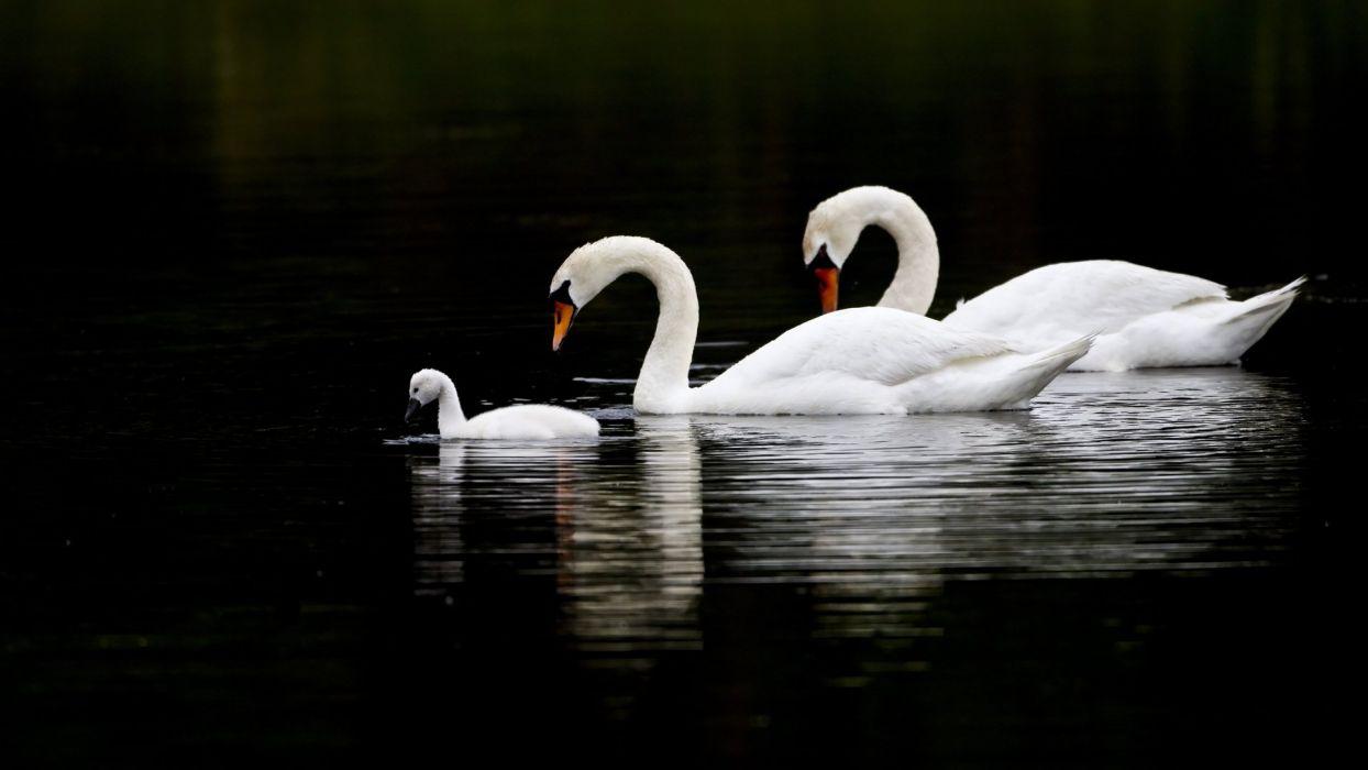 1244x700 BLACK END WHITE family lake wallpaperx1080