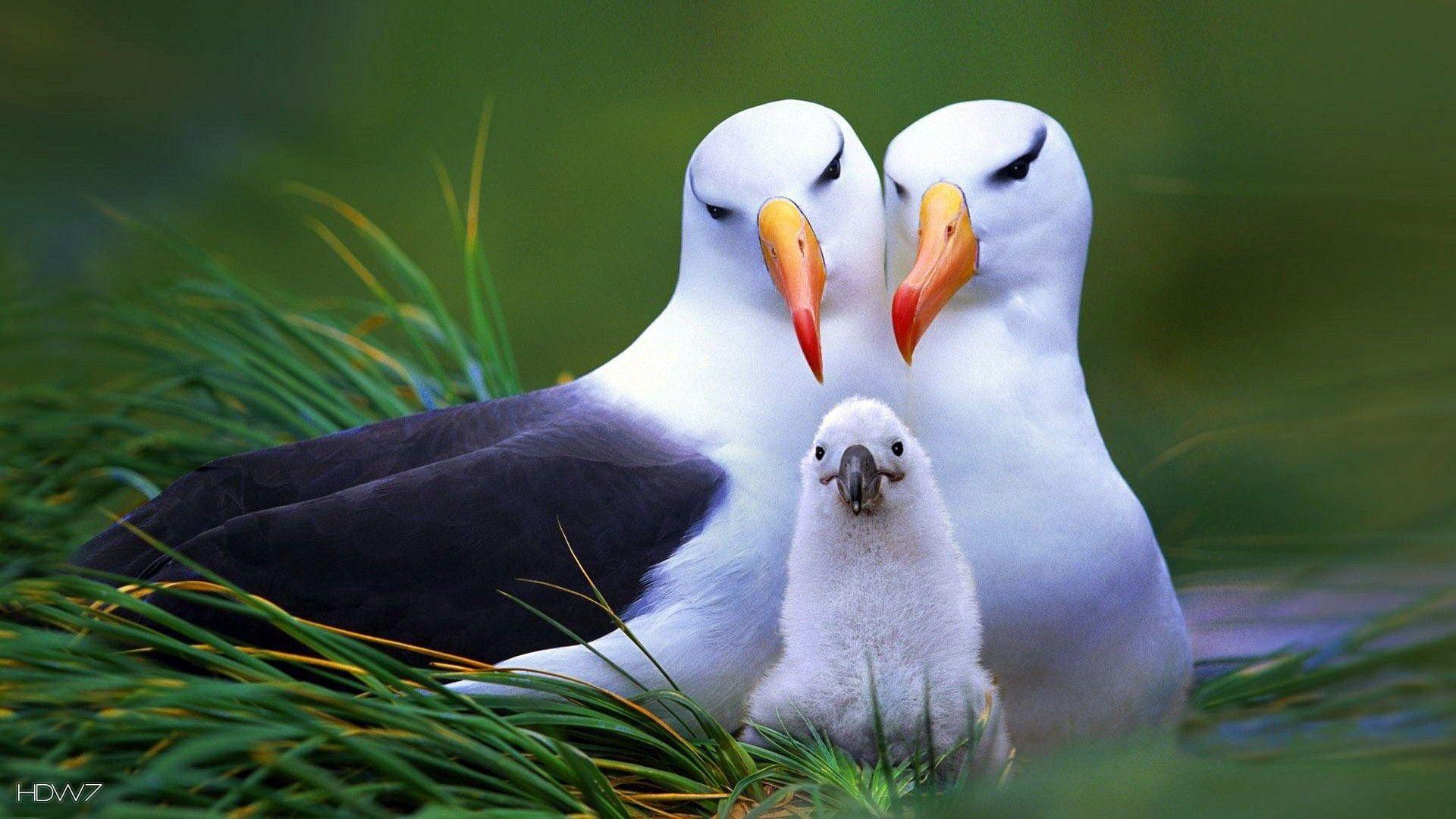1920x1080 albatross black browed albatrosses family parents nest chick bird. HD wallpaper gallery