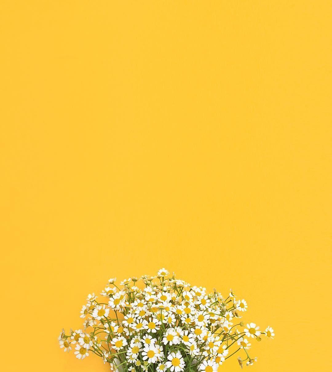 Flowers Composition Chamomile Flowers On Yellow Background Spring Summer  Concept Flat Lay Top View Copy Space Stock Photo Download Image Now IStock  