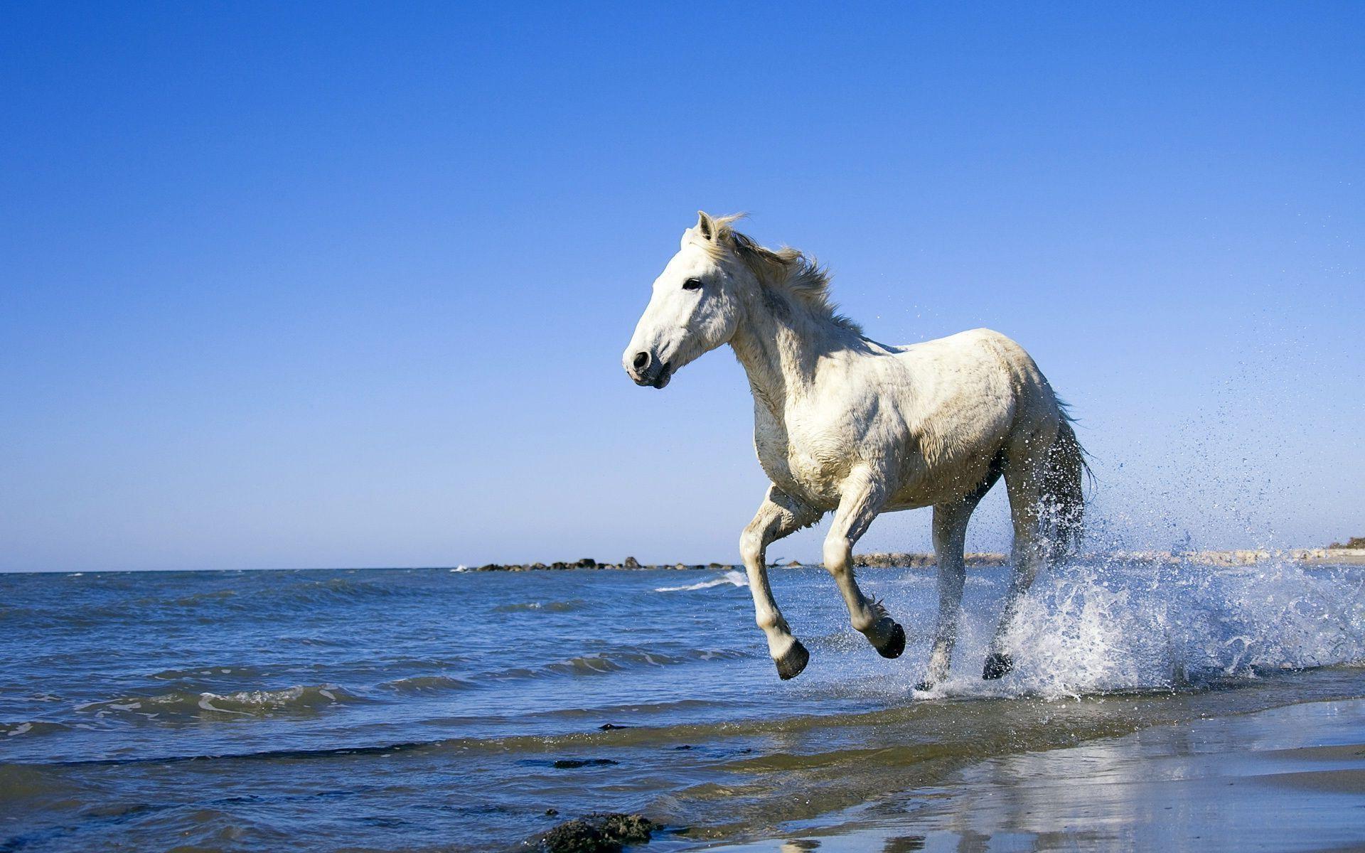 1920x1200 White Horse Running On Beach Wallpaper