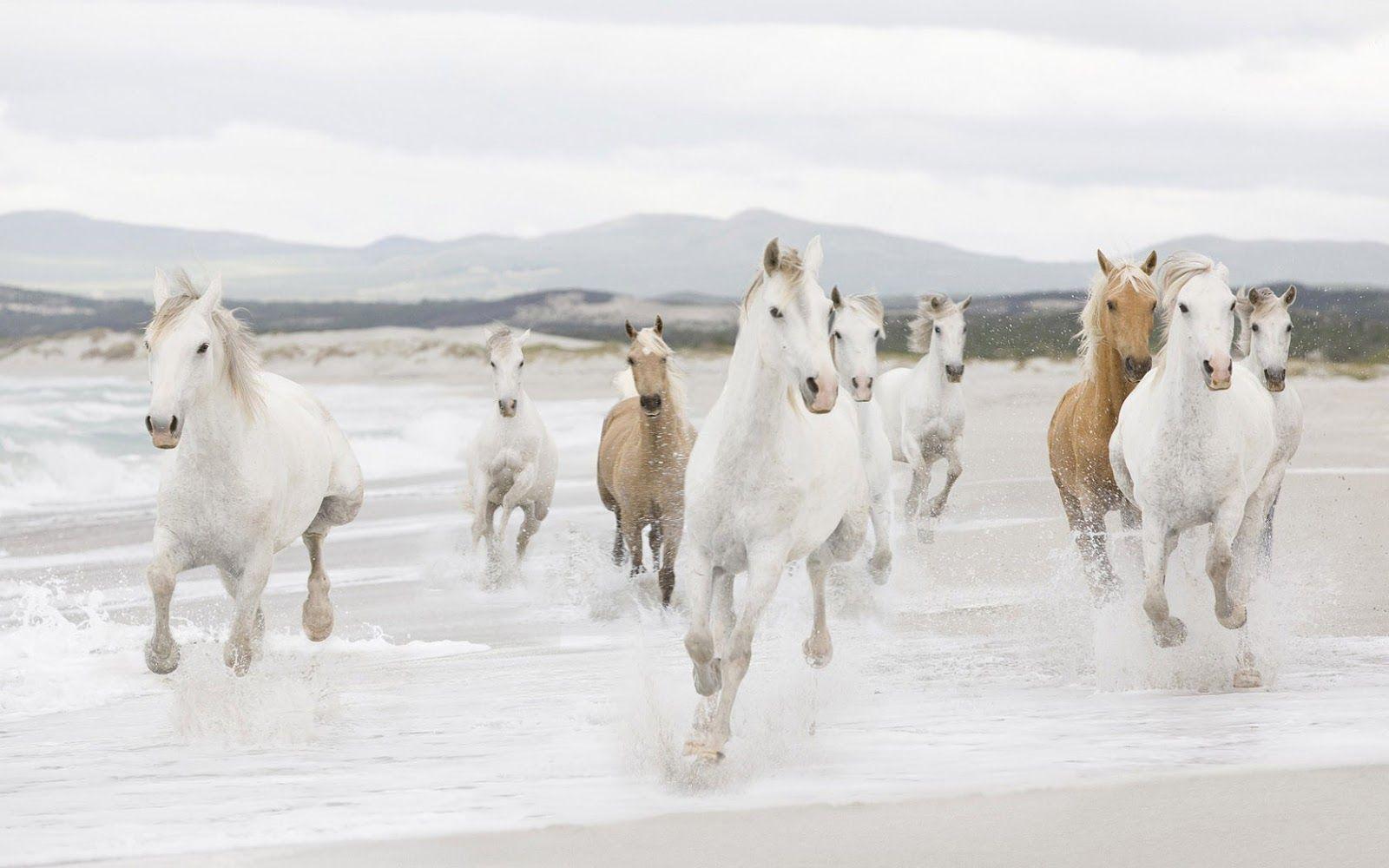 1600x1000 Fast running horses on the beach. HD Animals Wallpaper. Horse