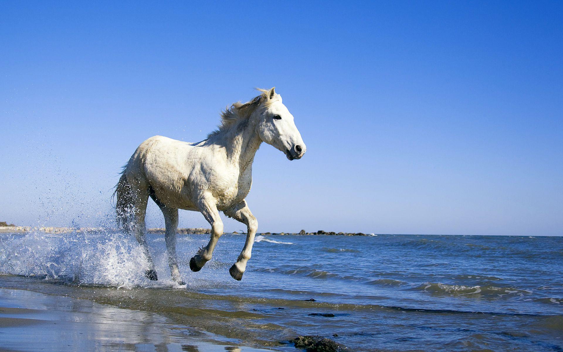 1920x1200 Camargue White Horse /camargue White Horse