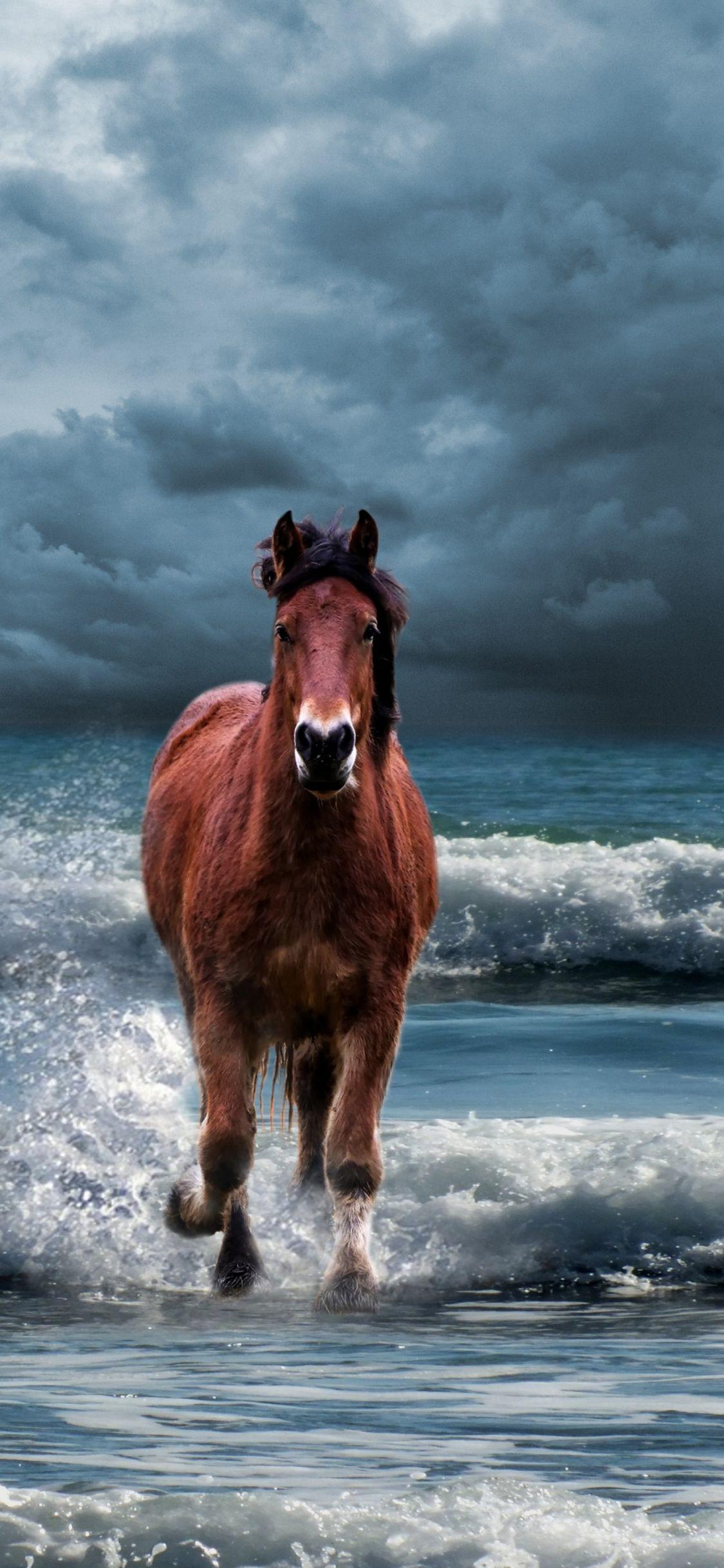 Horse On Beach Wallpapers - Top Free Horse On Beach Backgrounds