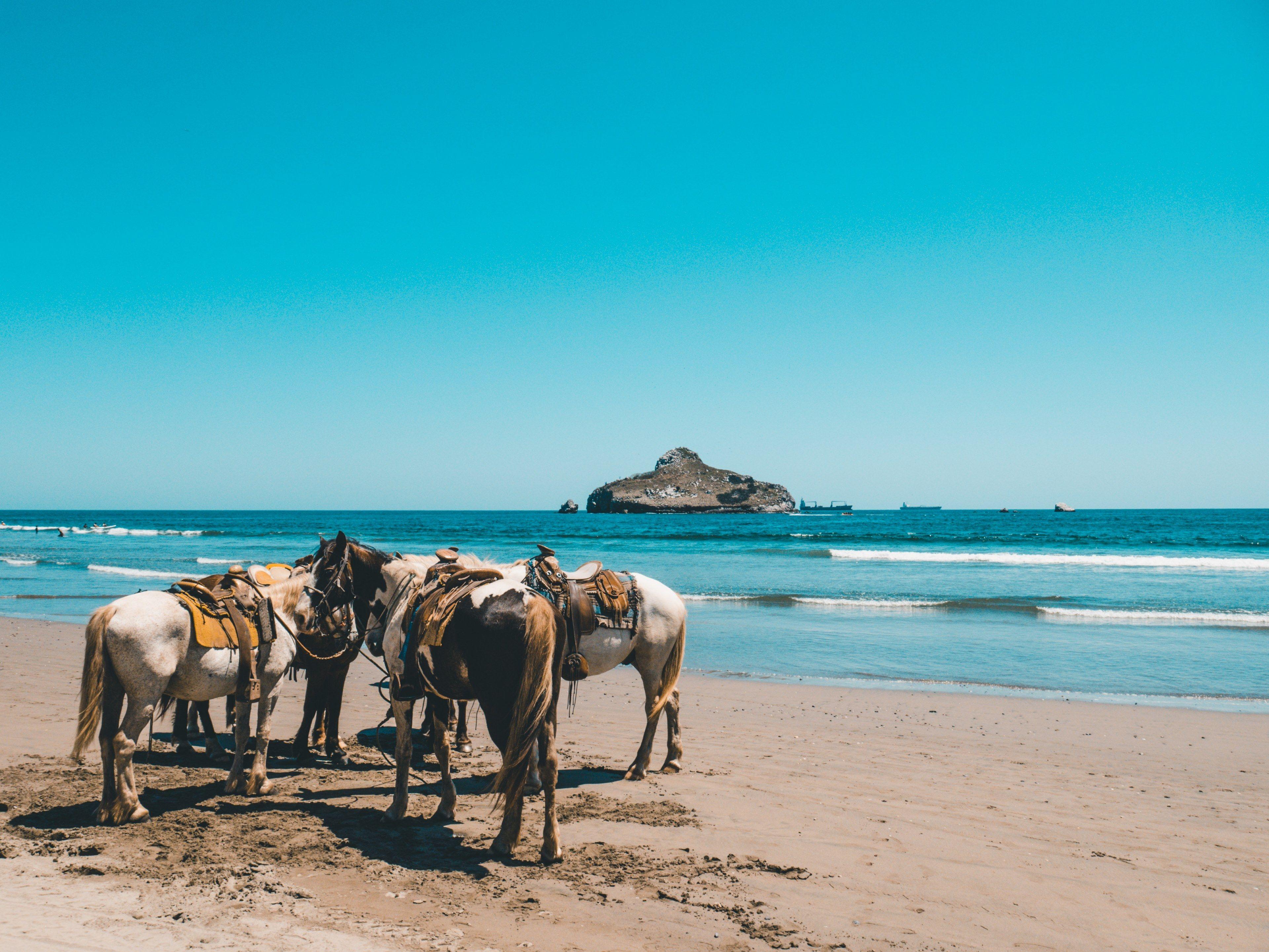 3840x2883 Wallpaper / horse beach horse riding and island HD 4k
