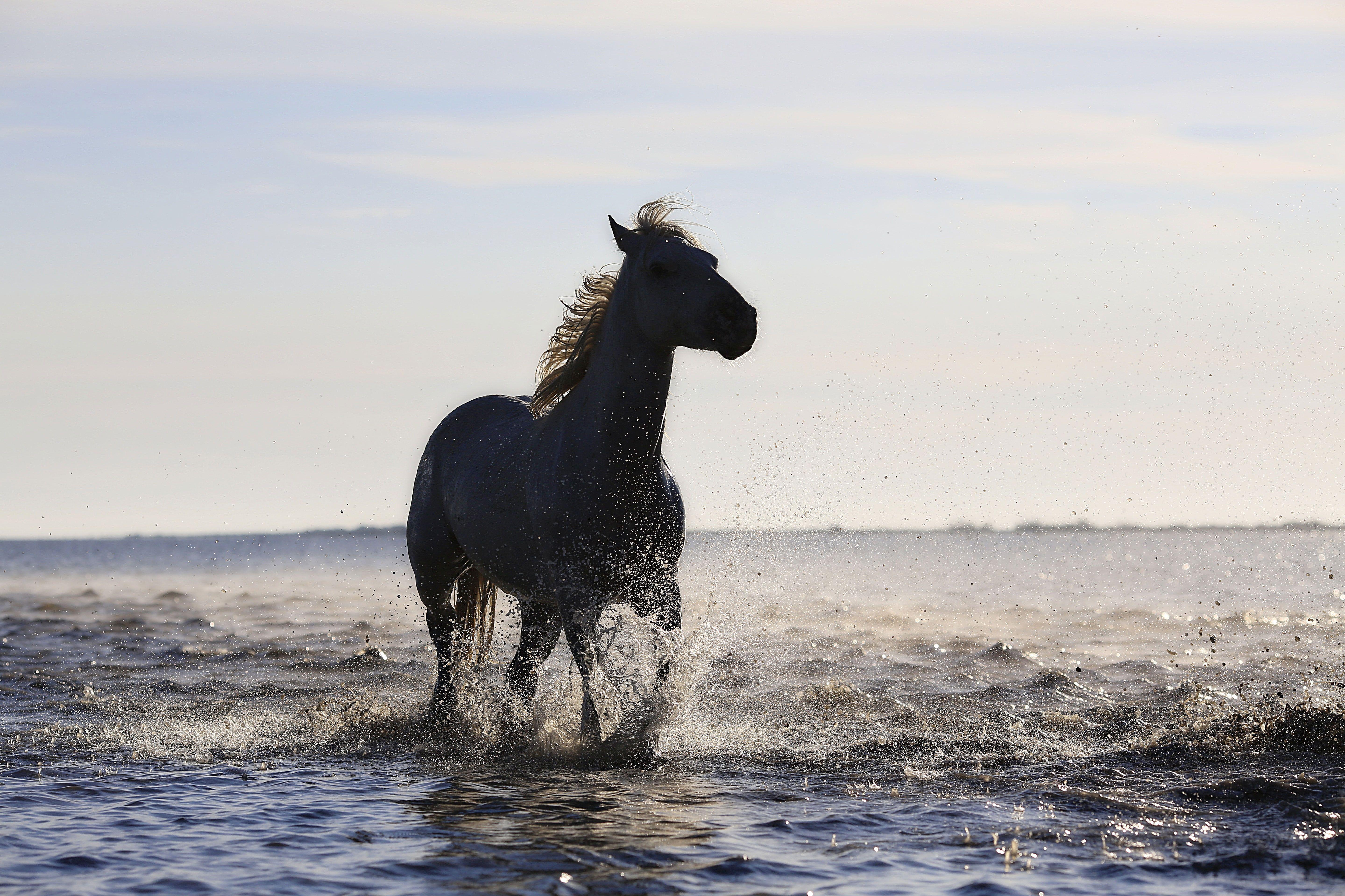 5760x3840 Horse Running On The Beach 4k 5k, HD Animals, 4k Wallpaper