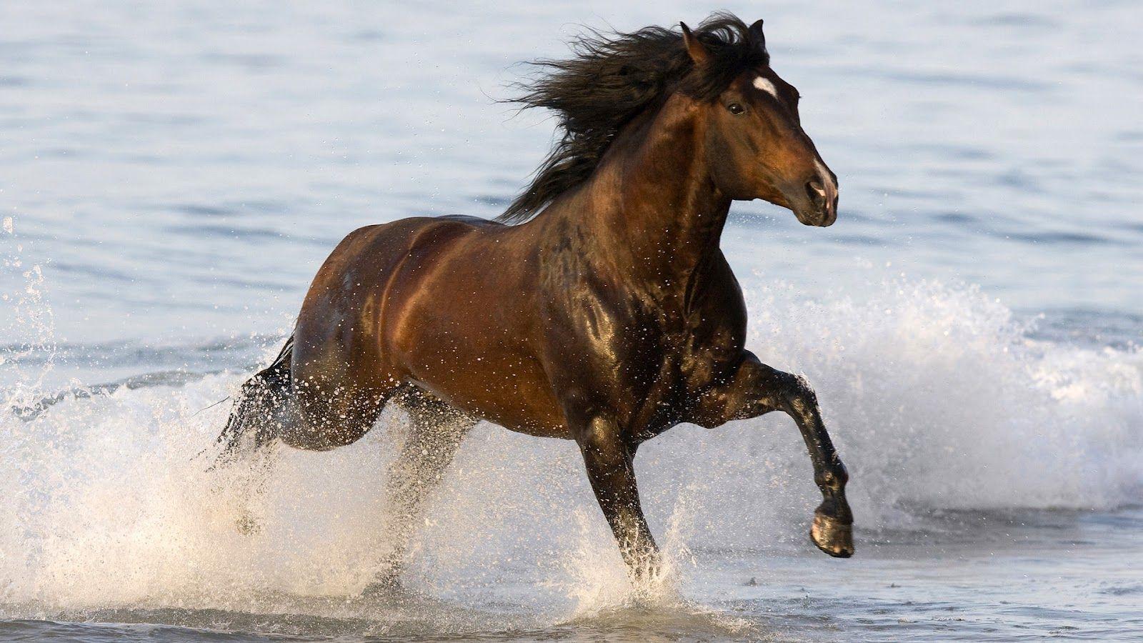 1600x900 Brown horse running through water. Caballos, Animales, Corceles
