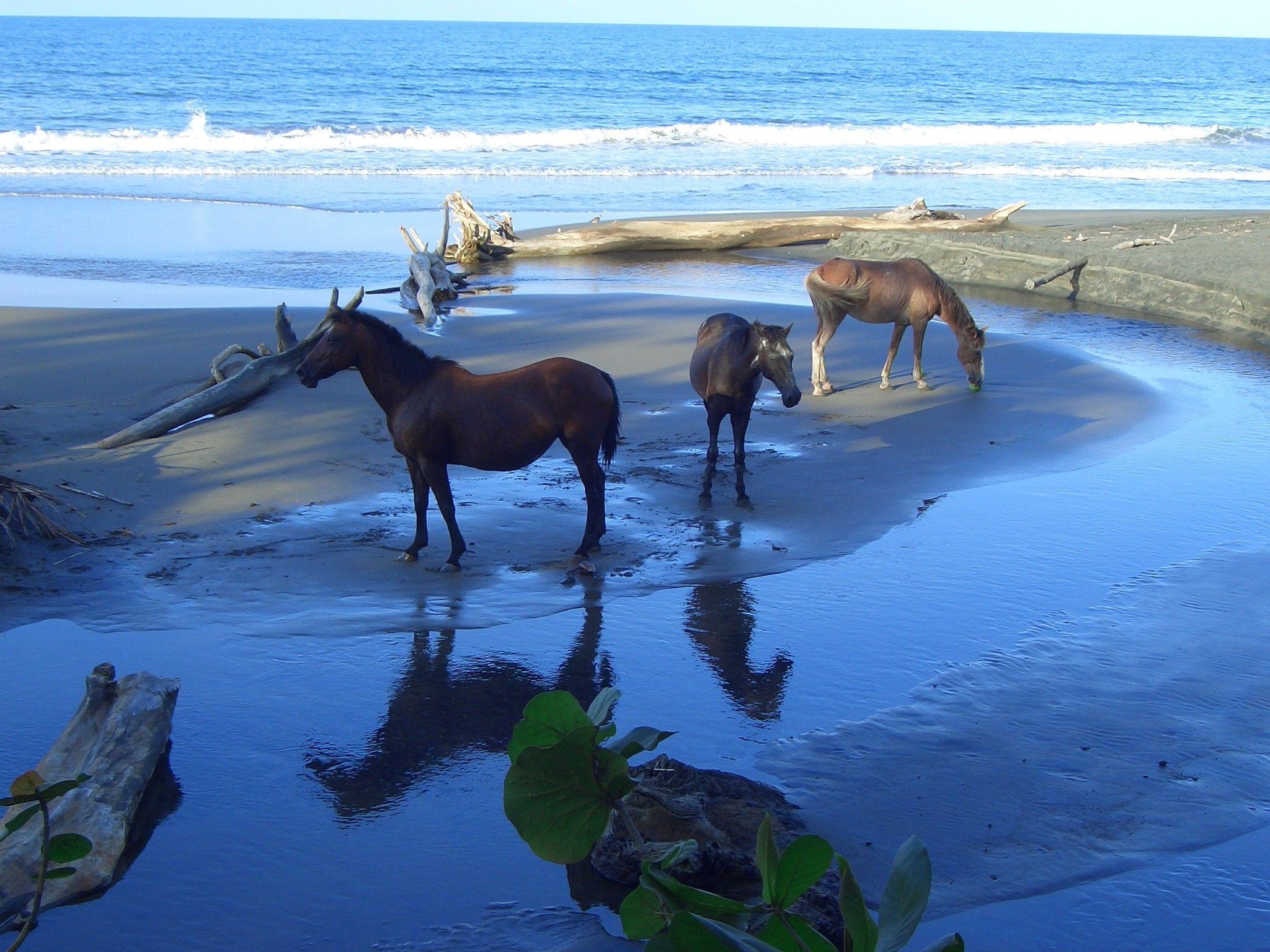 2048x1536 Free download Horses on the Beach Wallpaper [2048x1536] for your Desktop, Mobile & Tablet. Explore White Horse Running On Beach Wallpaper. White Horse Running On Beach Wallpaper, White Horse