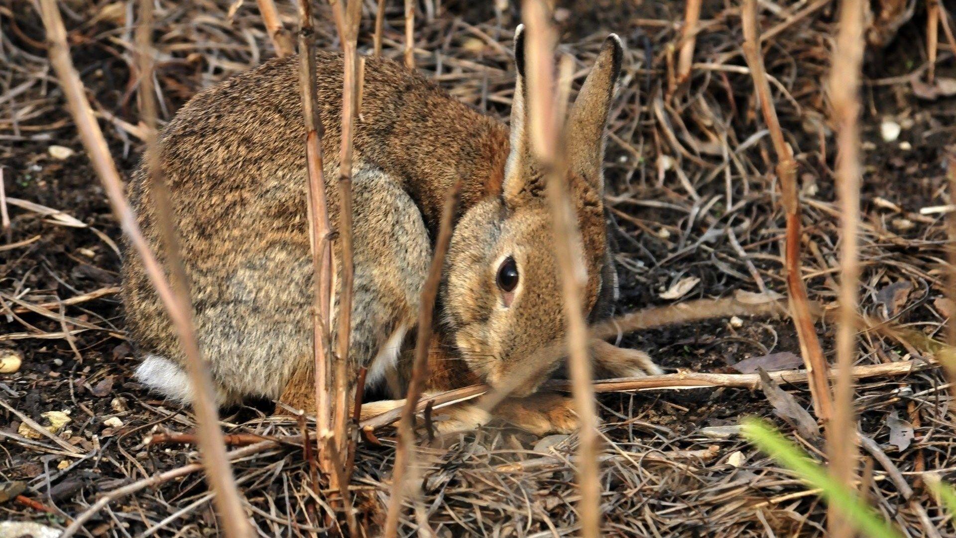 1920x1080 Bunny Tag wallpaper: Bunny Rabbit Leaves Unique Animal Photo