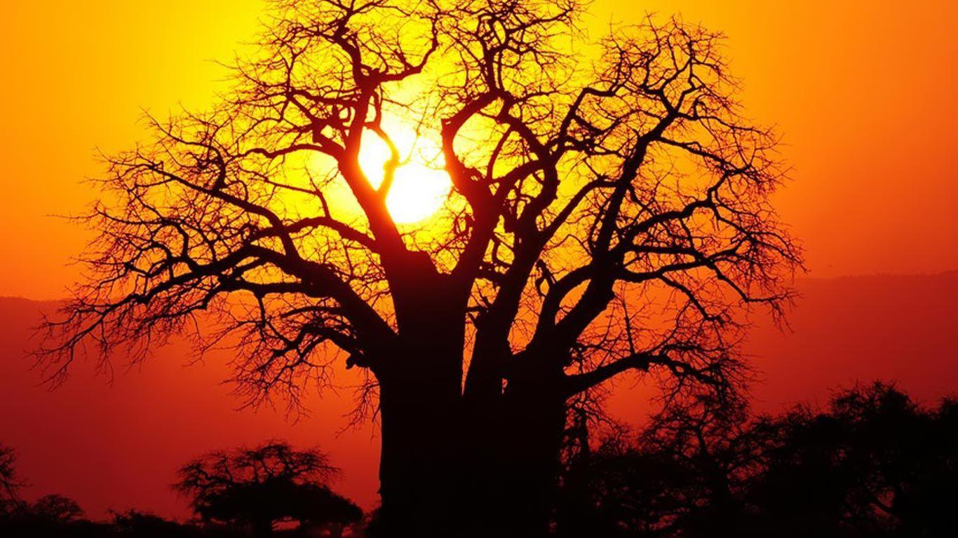 1366x768 African Art Wallpaper