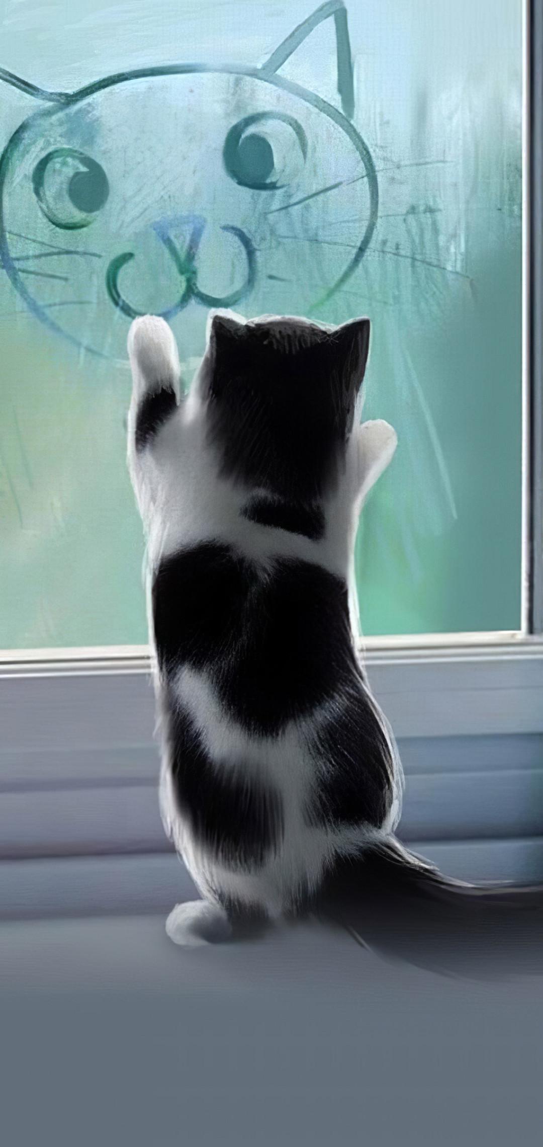 1080x2280 Cat iPhone Wallpaper: Free HD Background For iPhone