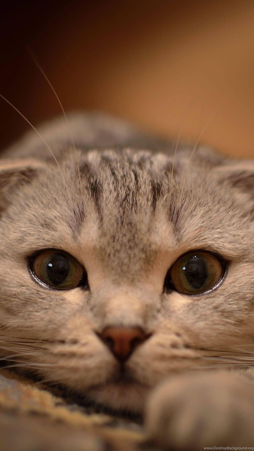1080x1920 Cute Cat Wallpaper For iPhone 6 Plus HD Wallpaper IPhone Desktop