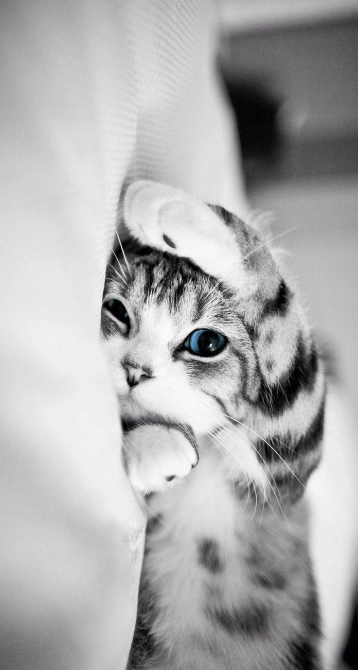 736x1377 Wallpaper HD Cute Cats