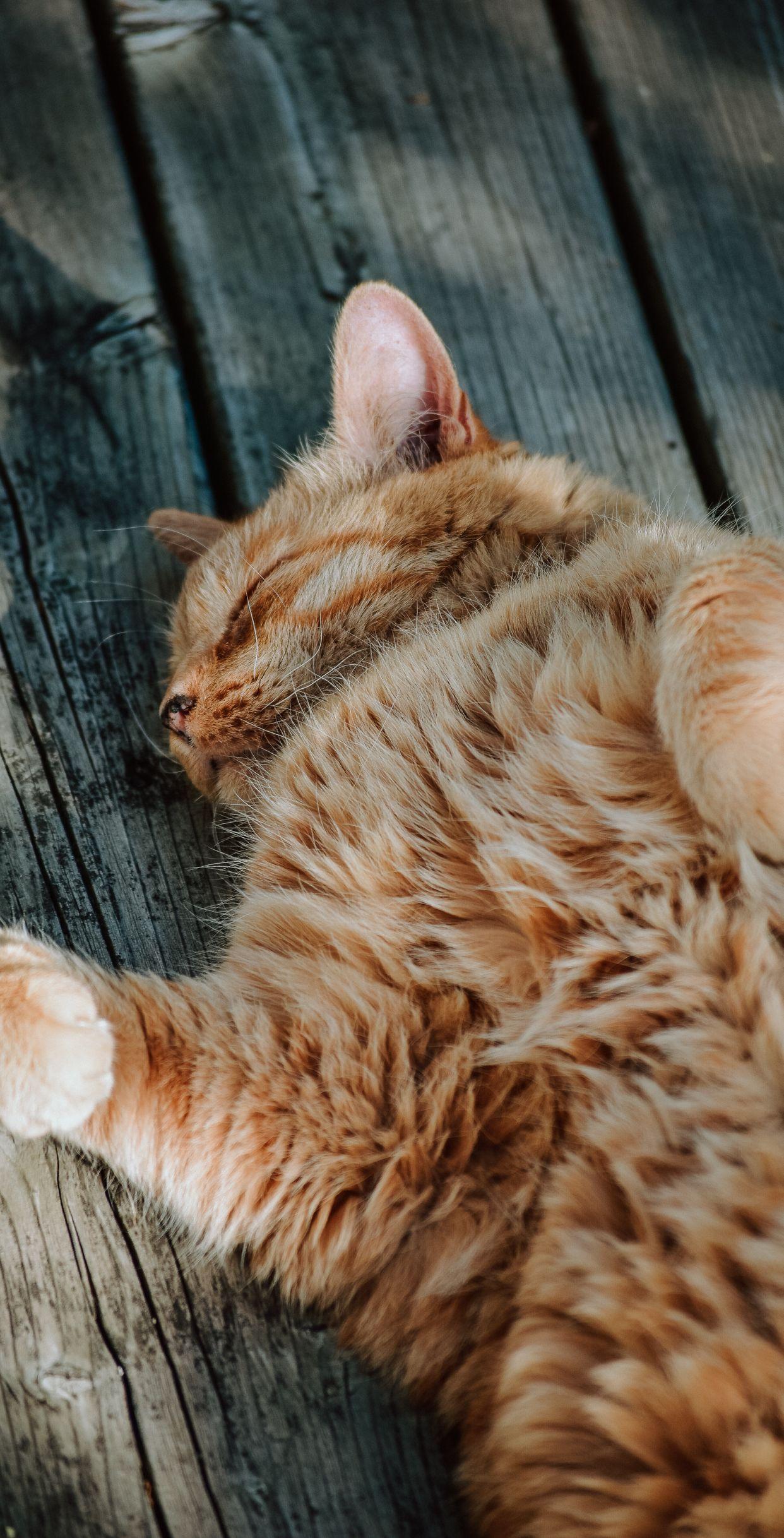 1242x2436 Cute Cat Wallpaper HD For Mobile Phone T Shirt Store