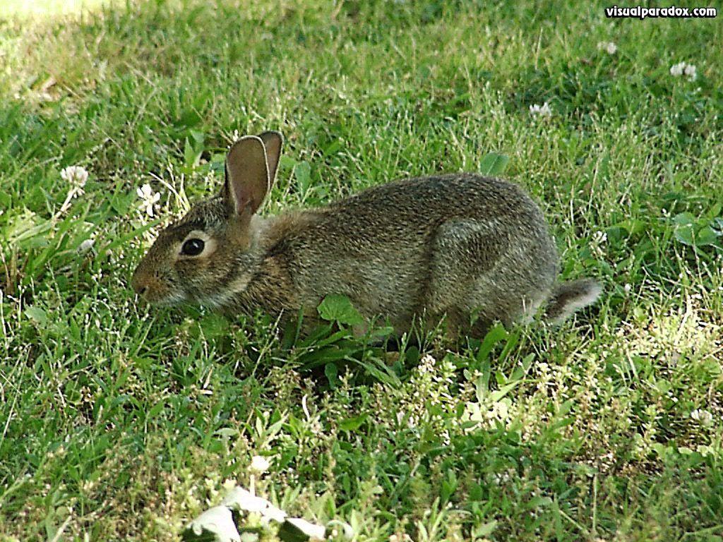 1024x768 Visual Paradox 3D Wallpaper: 'Bunny Rabbit' 1024x768