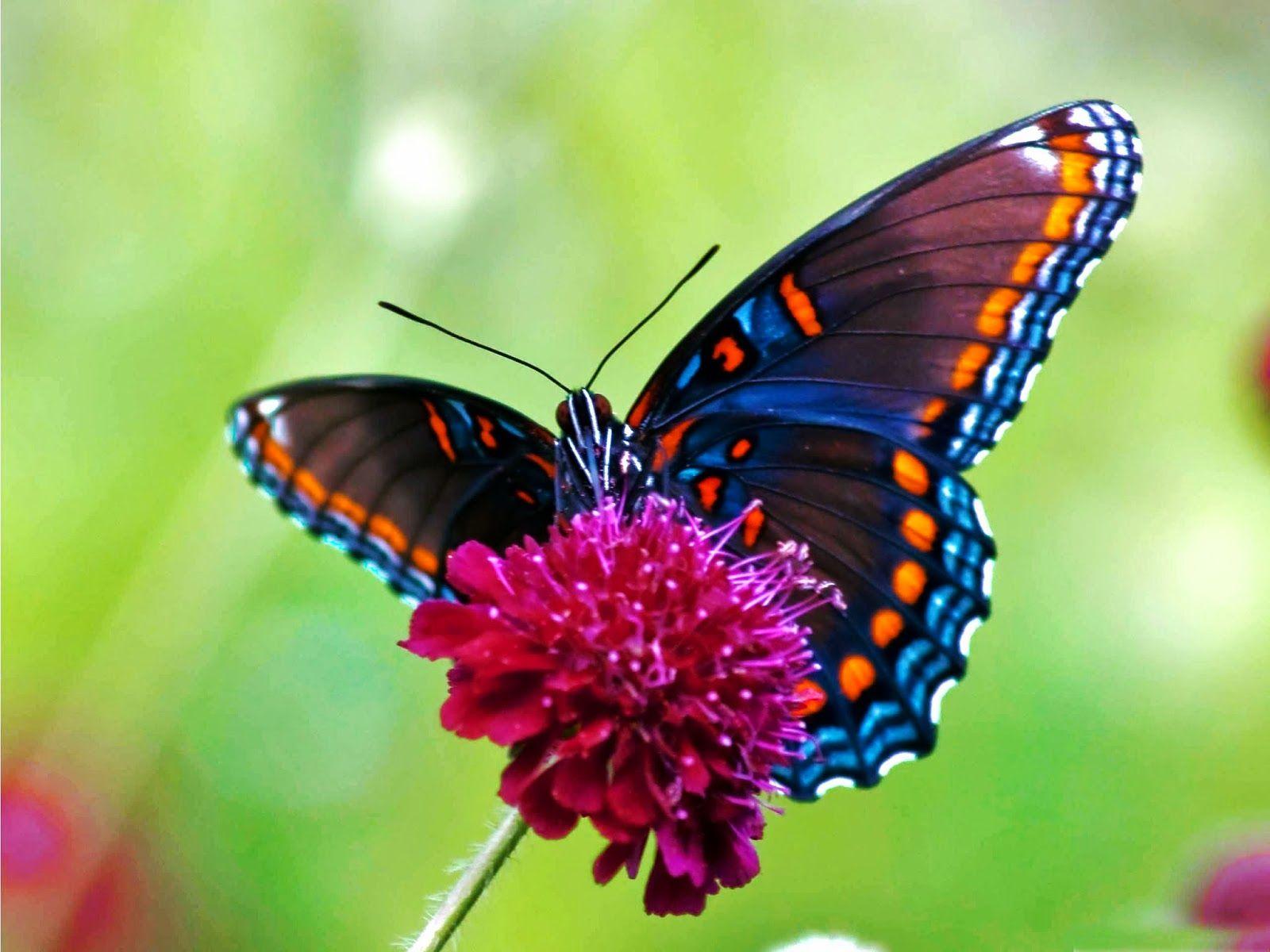 1600x1200 free live butterfly wallpaper 201411