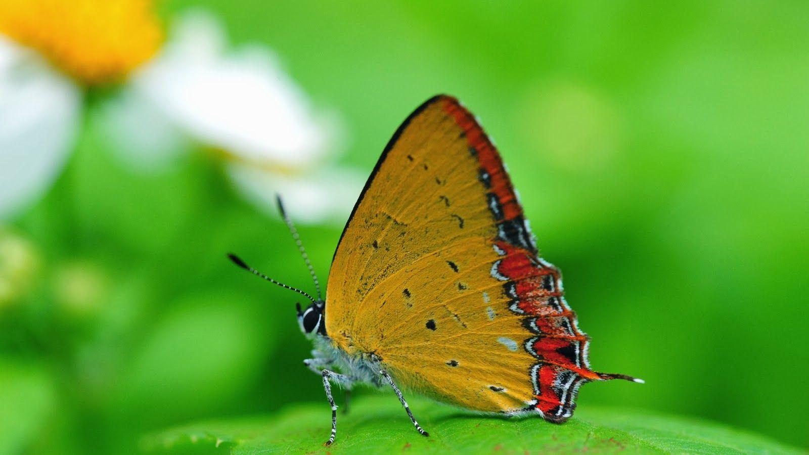 Mystical Butterfly Wallpapers - Top Free Mystical Butterfly Backgrounds