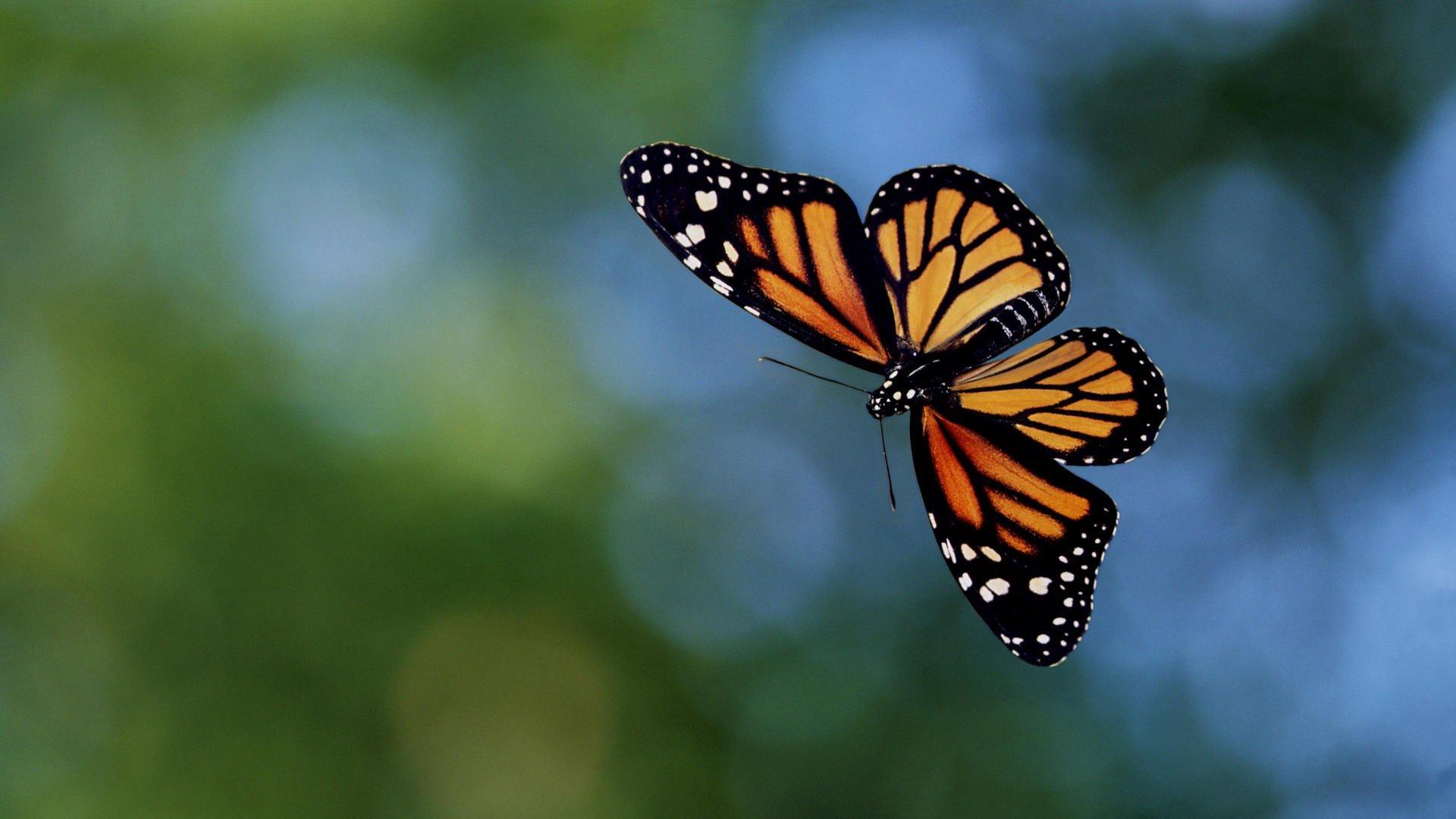 1920x1080 Butterfly wallpaper 1920x1080 Full HD (1080p) desktop background