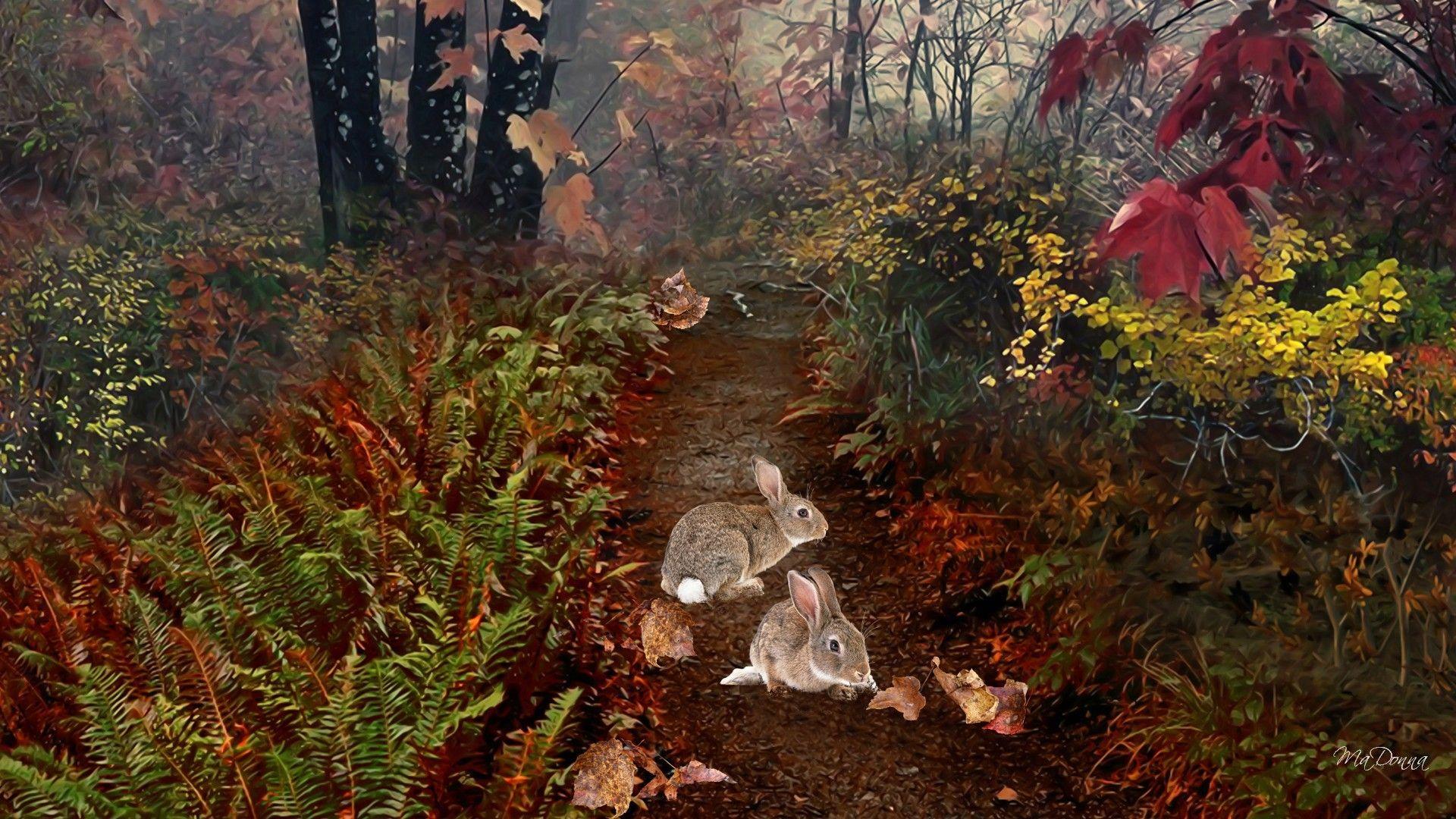 1920x1080 Forests: Forest Season Trees Ferns Fall Beginning Autumn Rabbit Path
